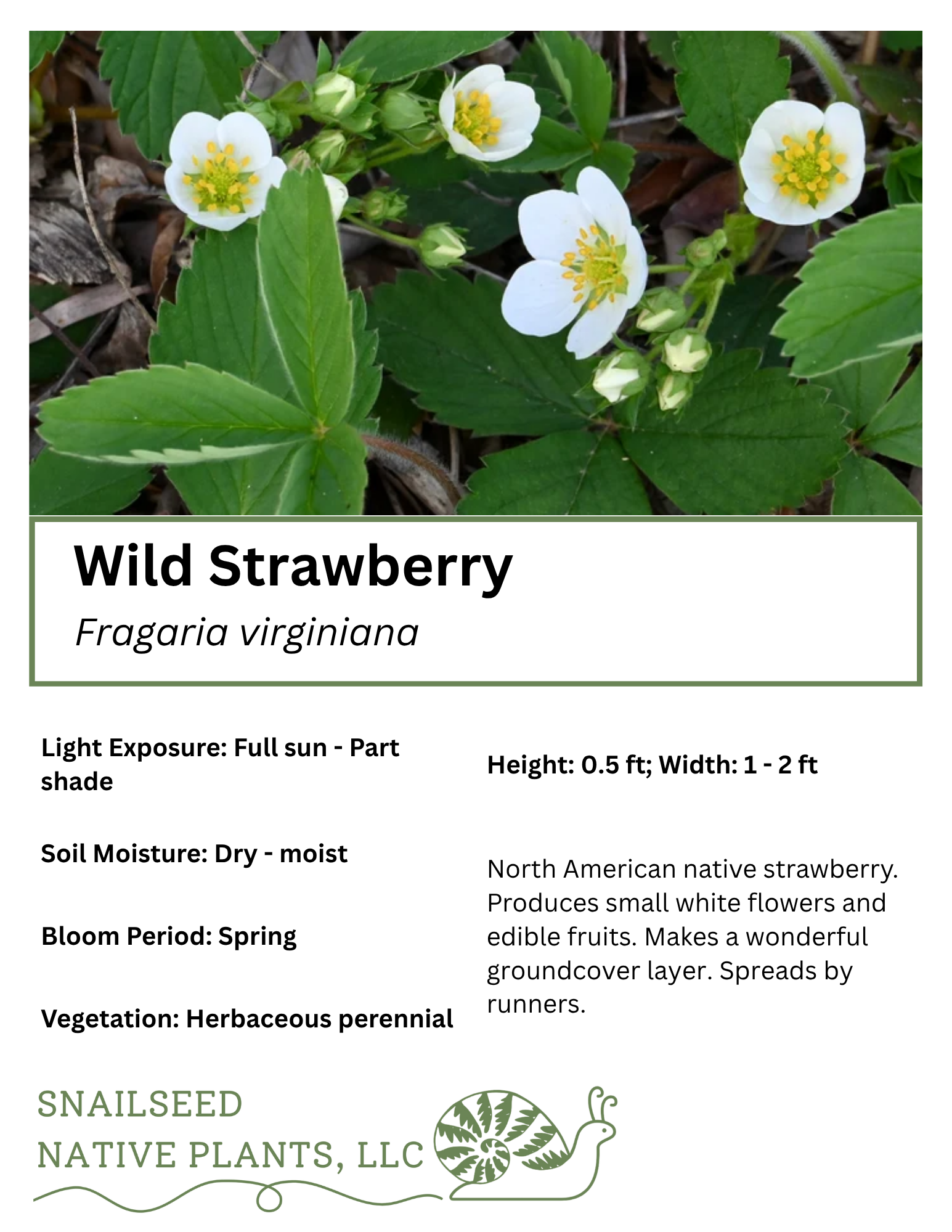 Wild Strawberry (Fragaria virginiana)