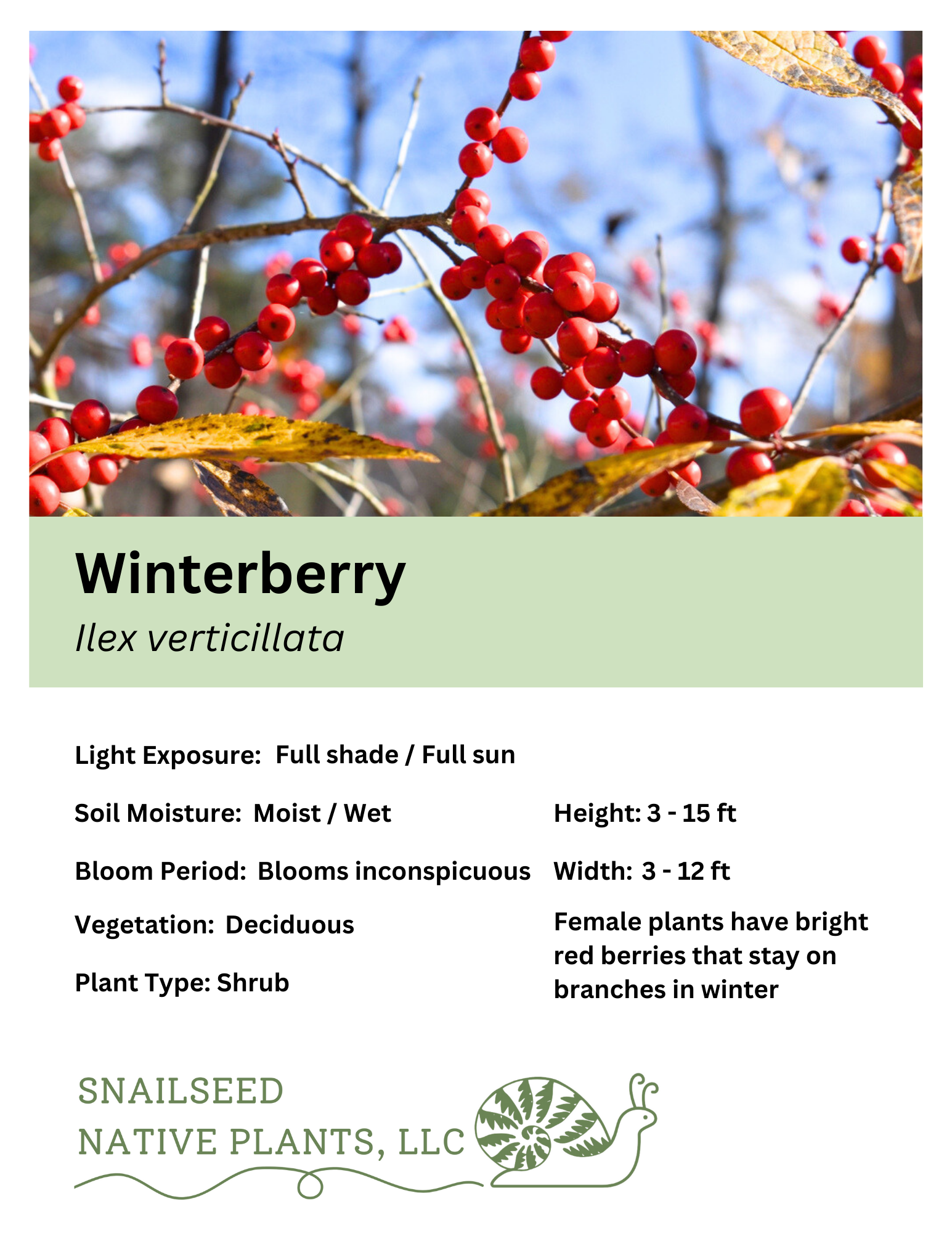 Ilex verticillata.png