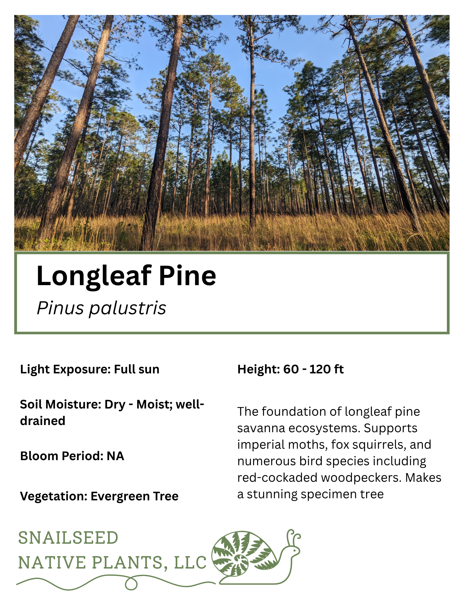 Pinus palustris.png