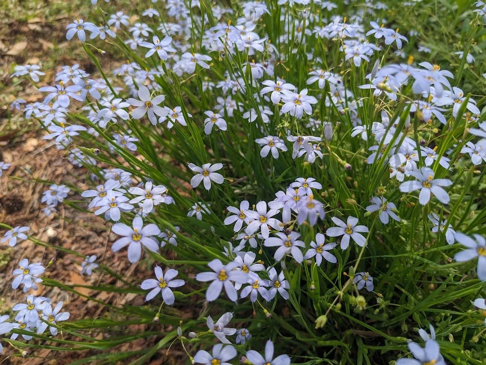Blue-Eyed Grass (Sisyrinchium nashii 'Suwanee'): plugs
