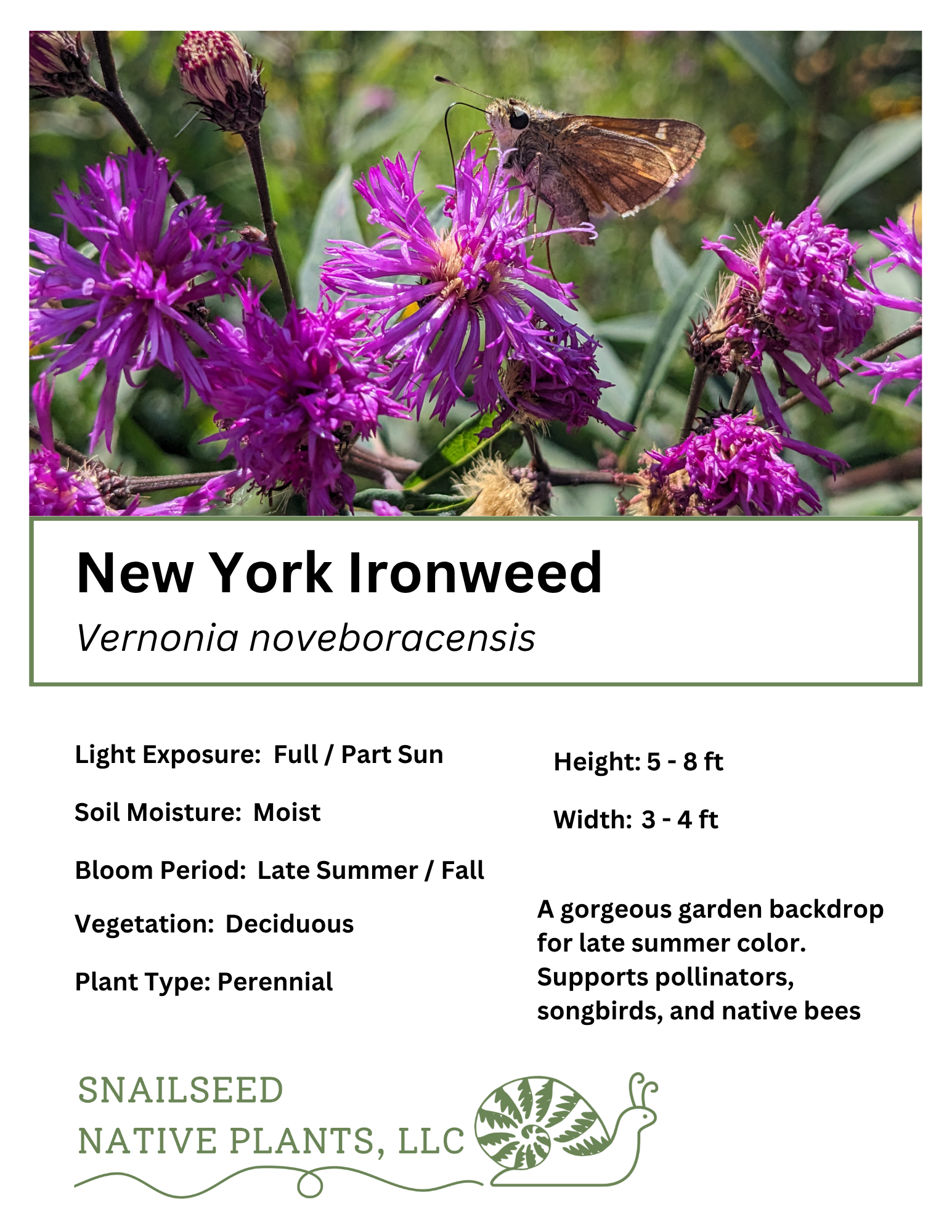 Vernonia noveboracensis.png
