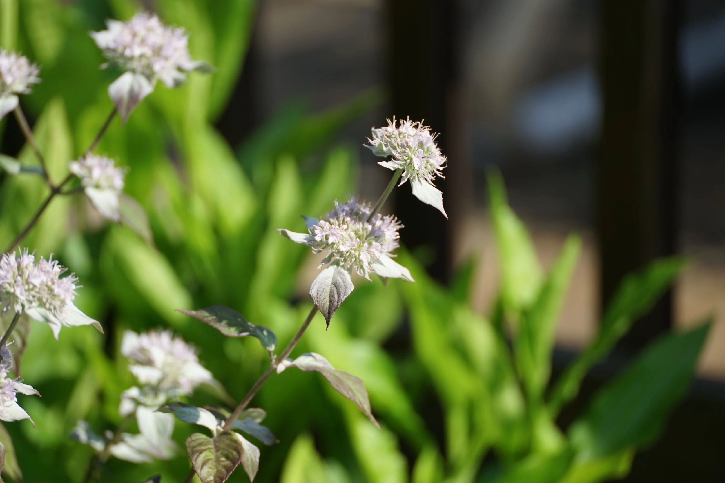 Hoary mountainmint (Pycnanthemum incanum)