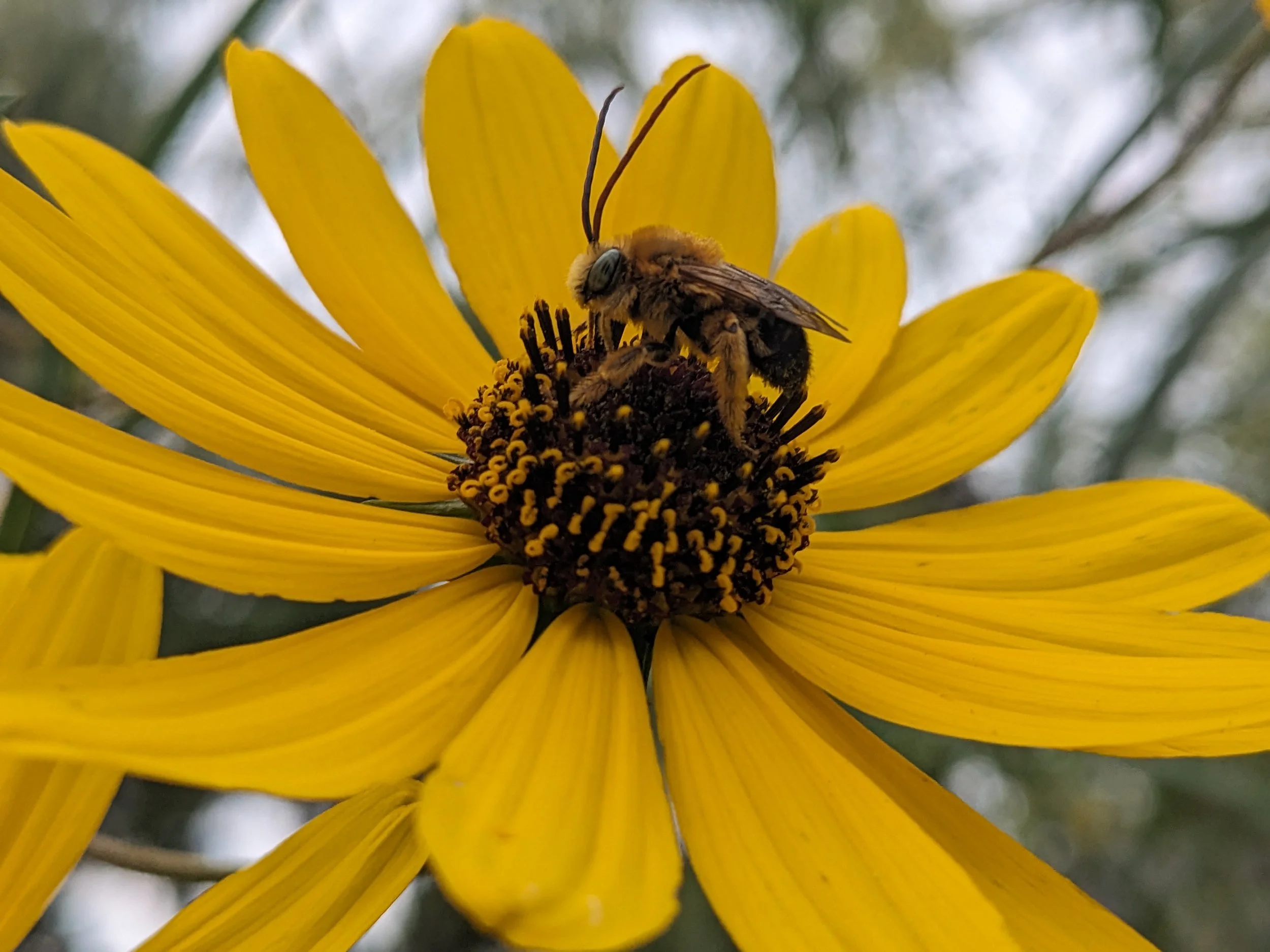 Narrowleaf Sunflower (Helianthus angustifolius)