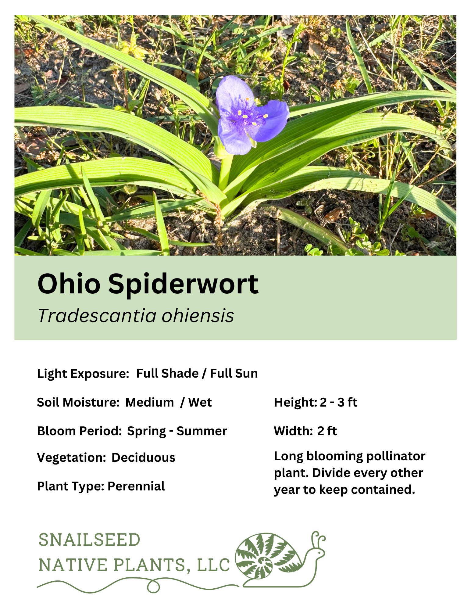 Tradescantia ohiensis.png