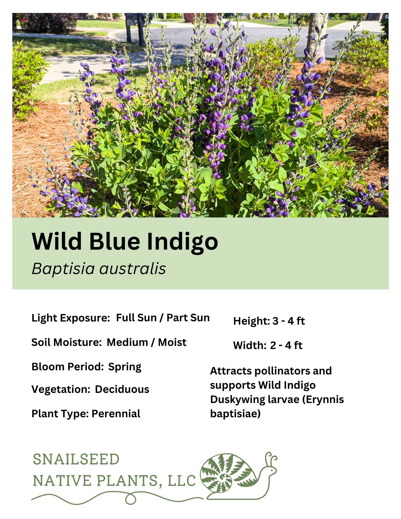 Baptisia australisericoides.png