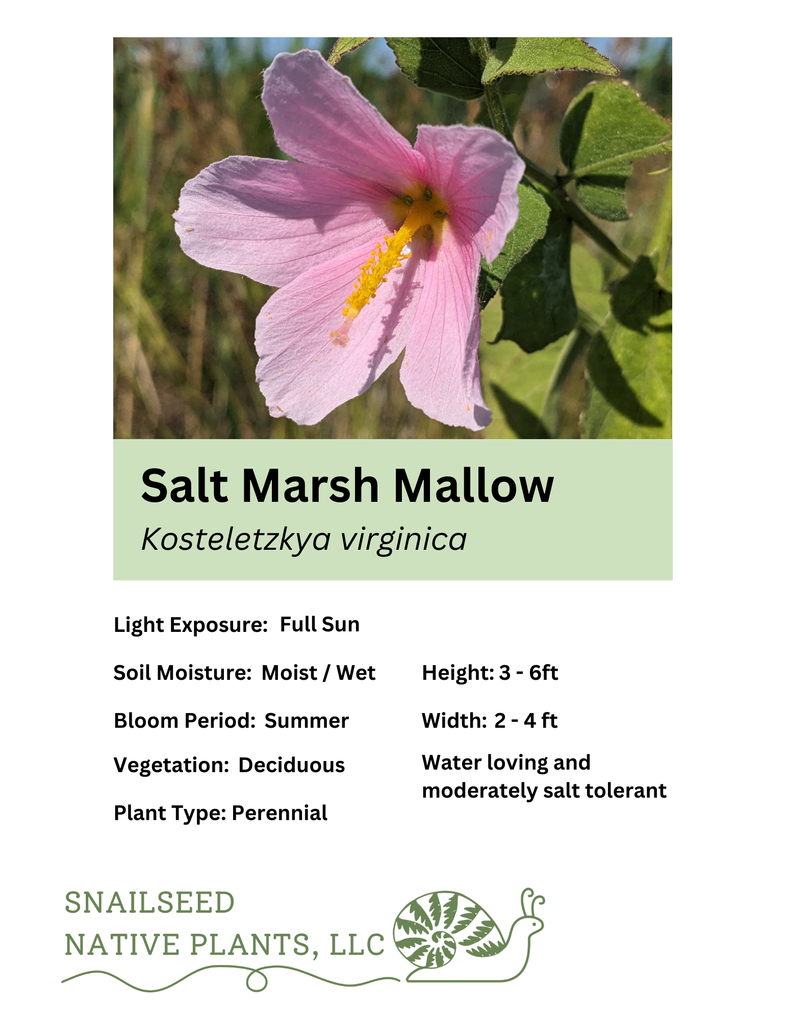 Kosteletzkya virginica.png