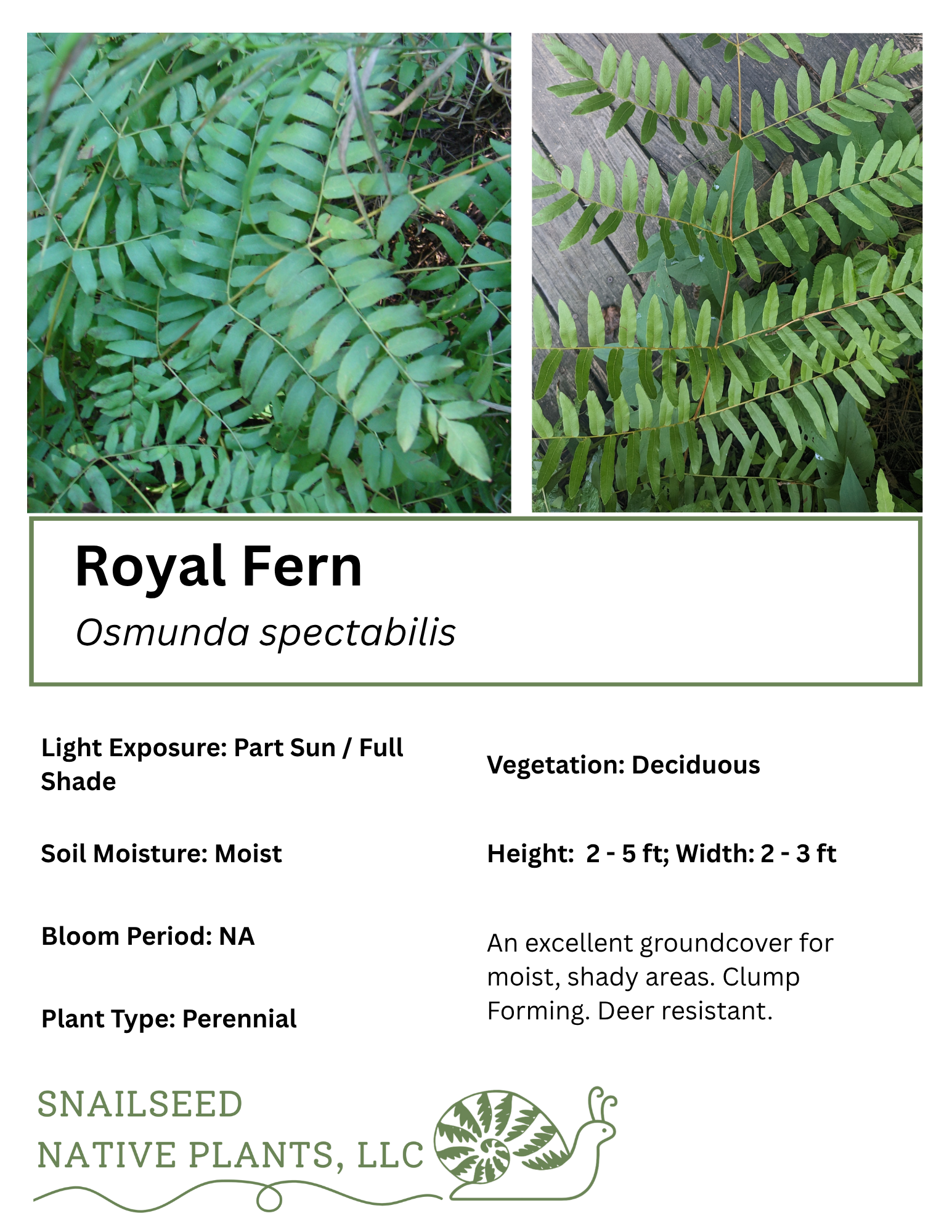 Royal Fern (Osmunda spectabilis)