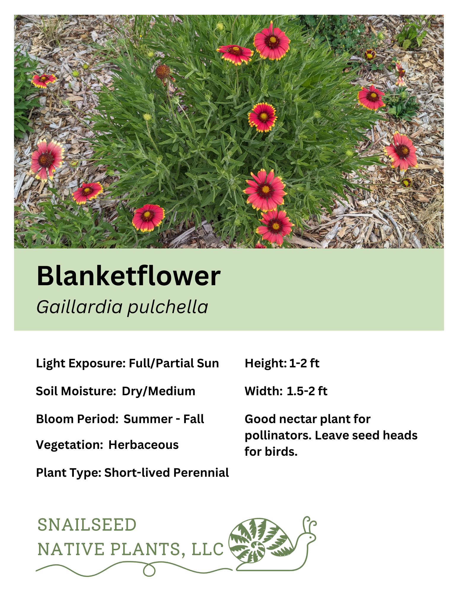 Gaillardia pulchella.png