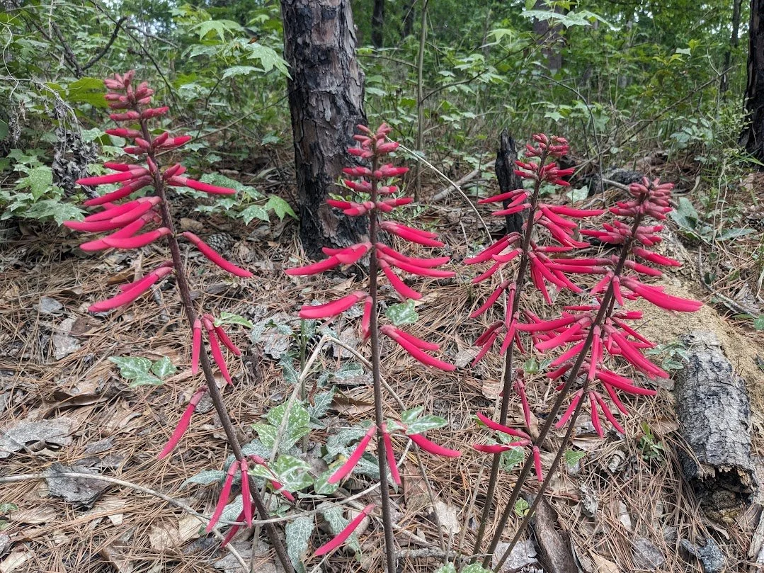 *Local Ecotype* Coral Bean (Erythrina herbacea)