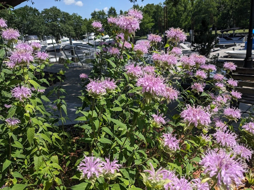 Wild Bergamot (Monarda fistulosa)