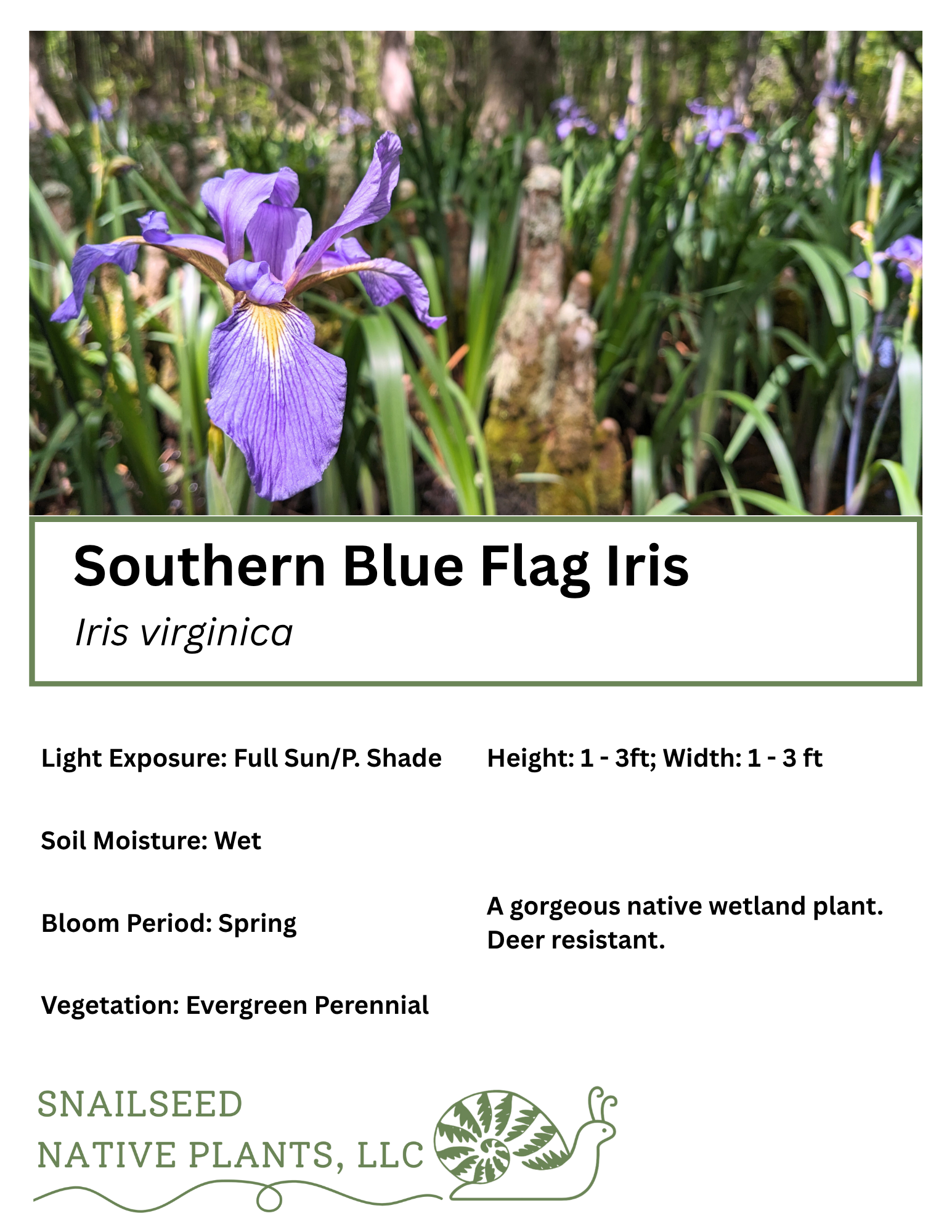 Iris virginica.png