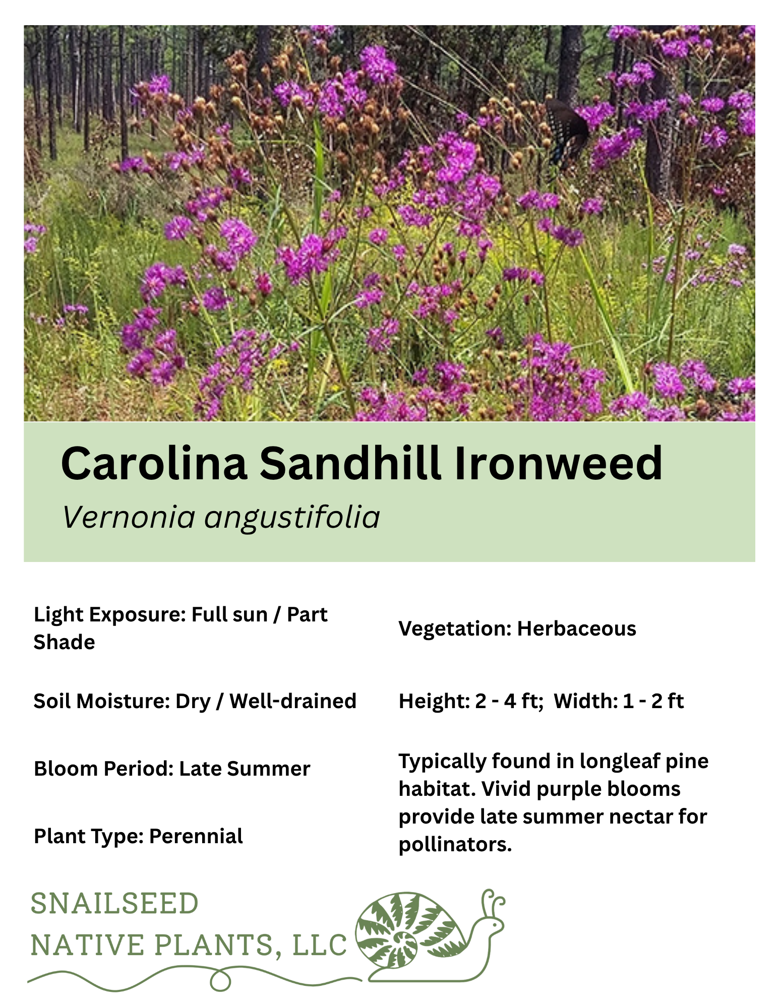 Vernonia angustifolia.png