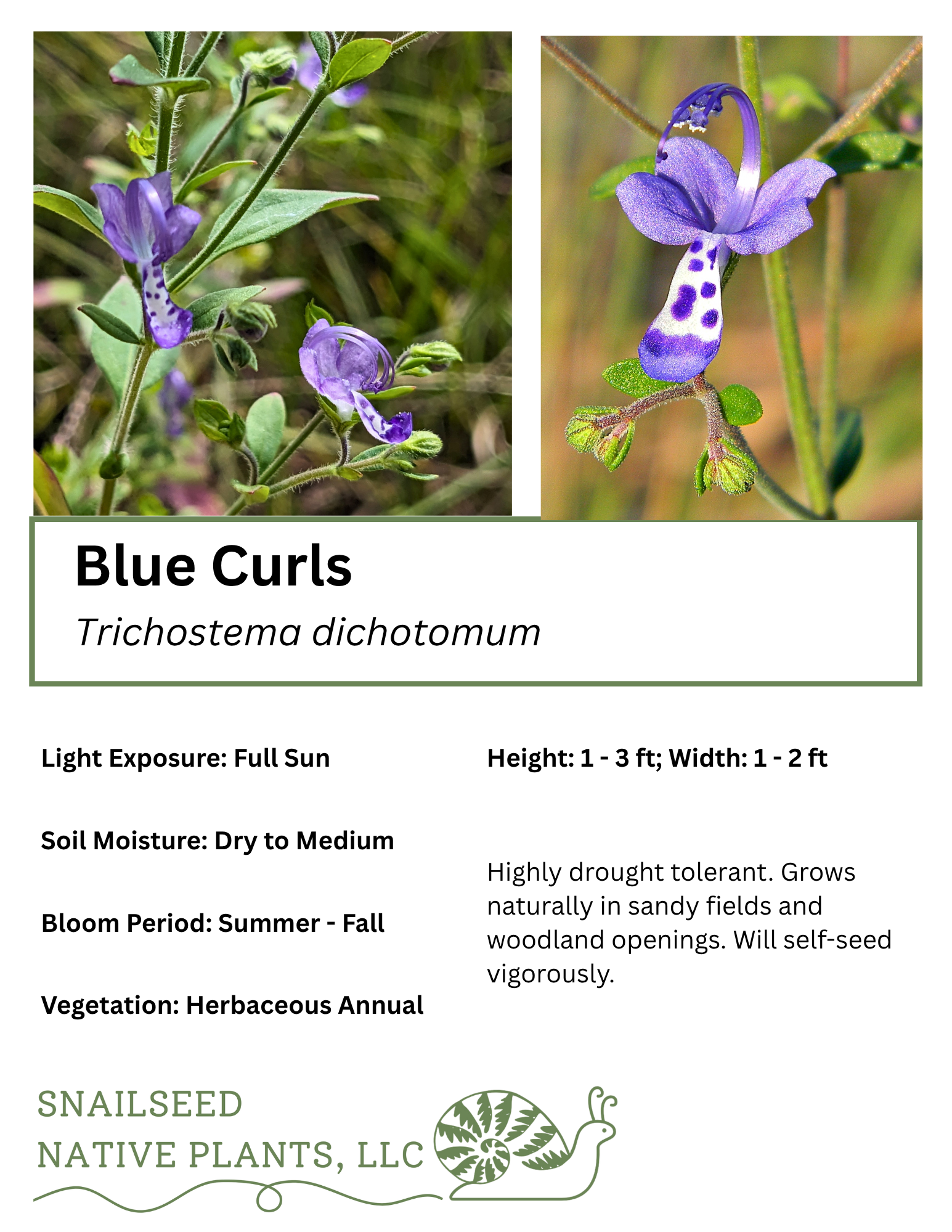 Trichostema dichotomum.png