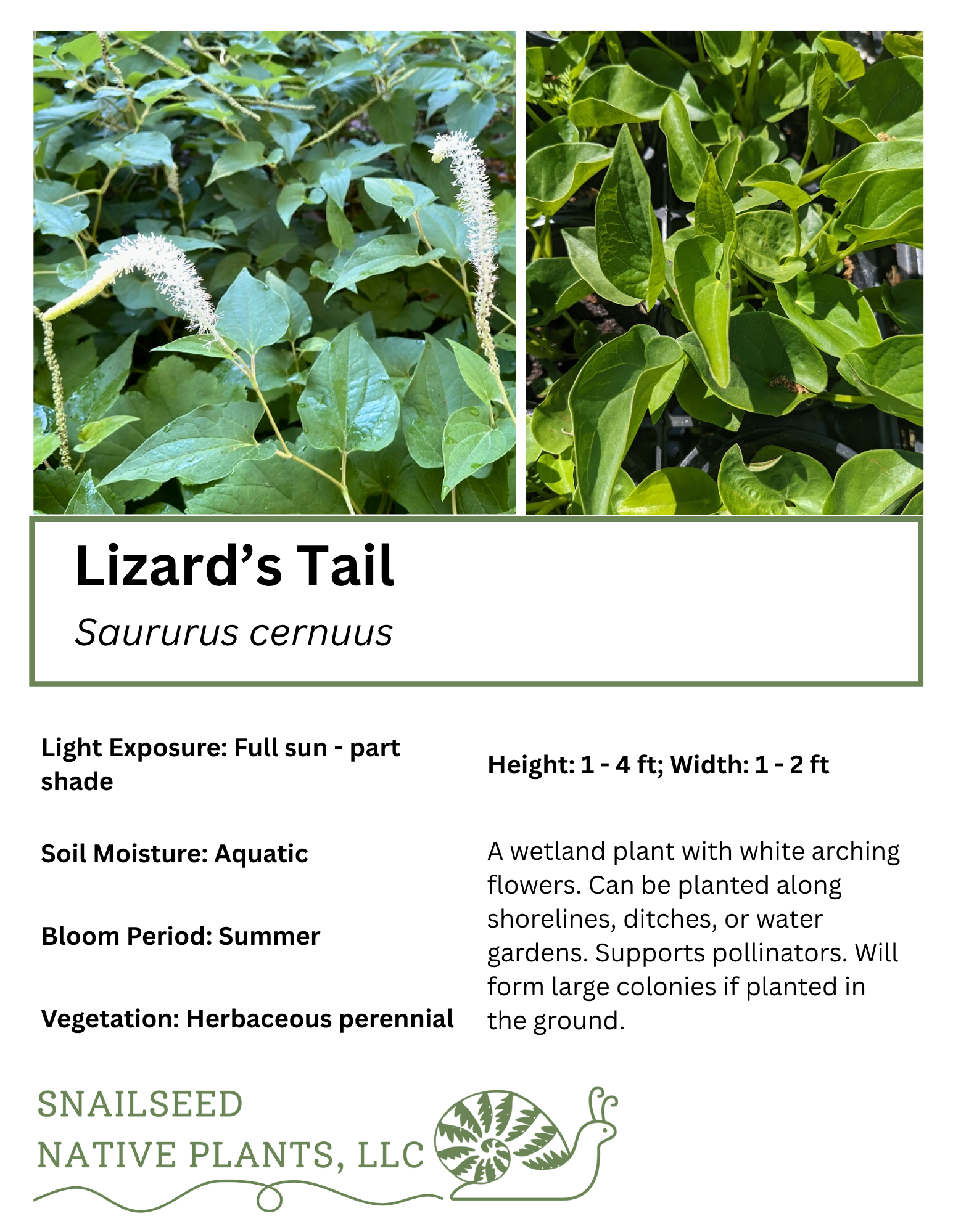 Saururus cernuus .png