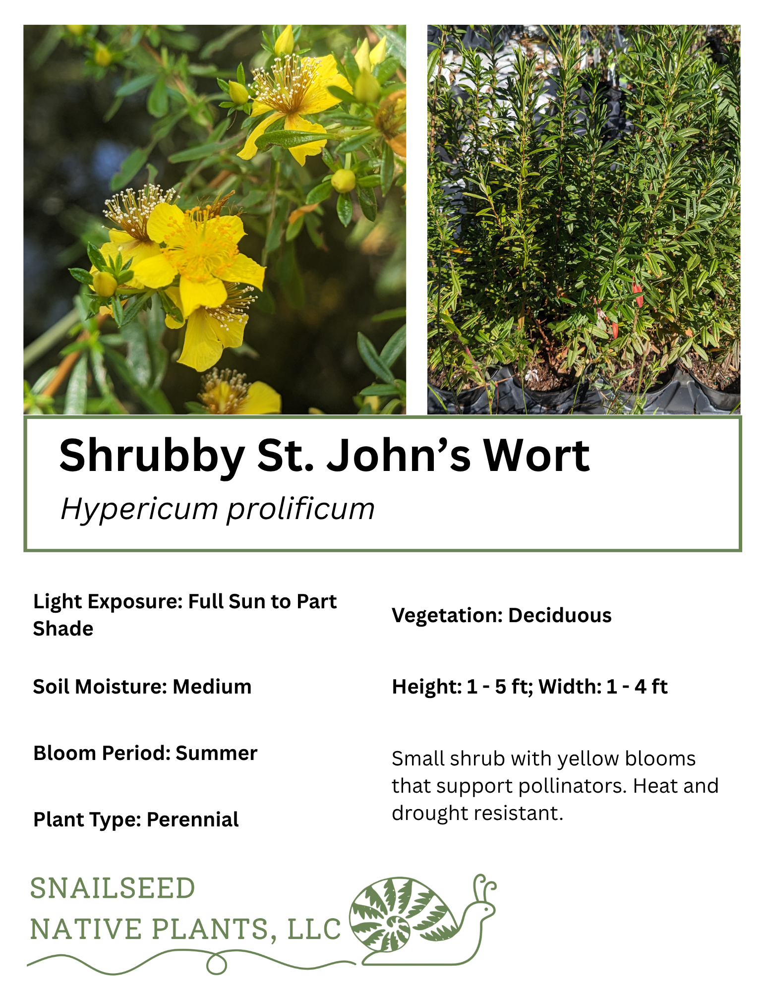 Hypericum prolificum .png