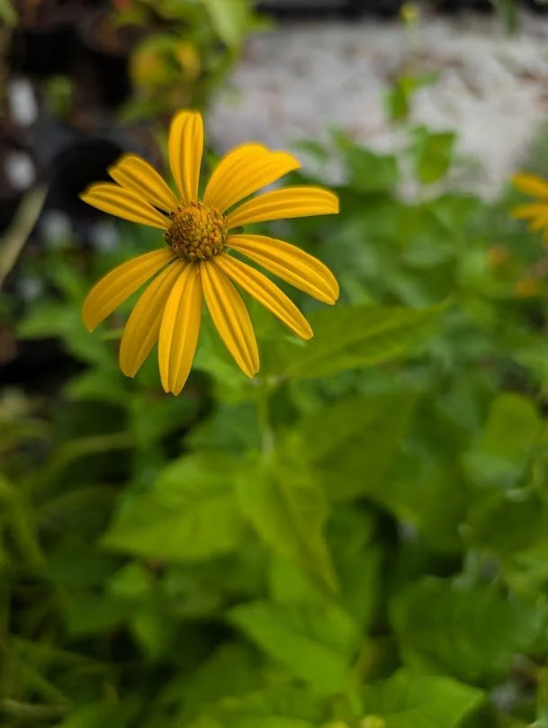 Early Sunflower (Heliopsis helianthoides)