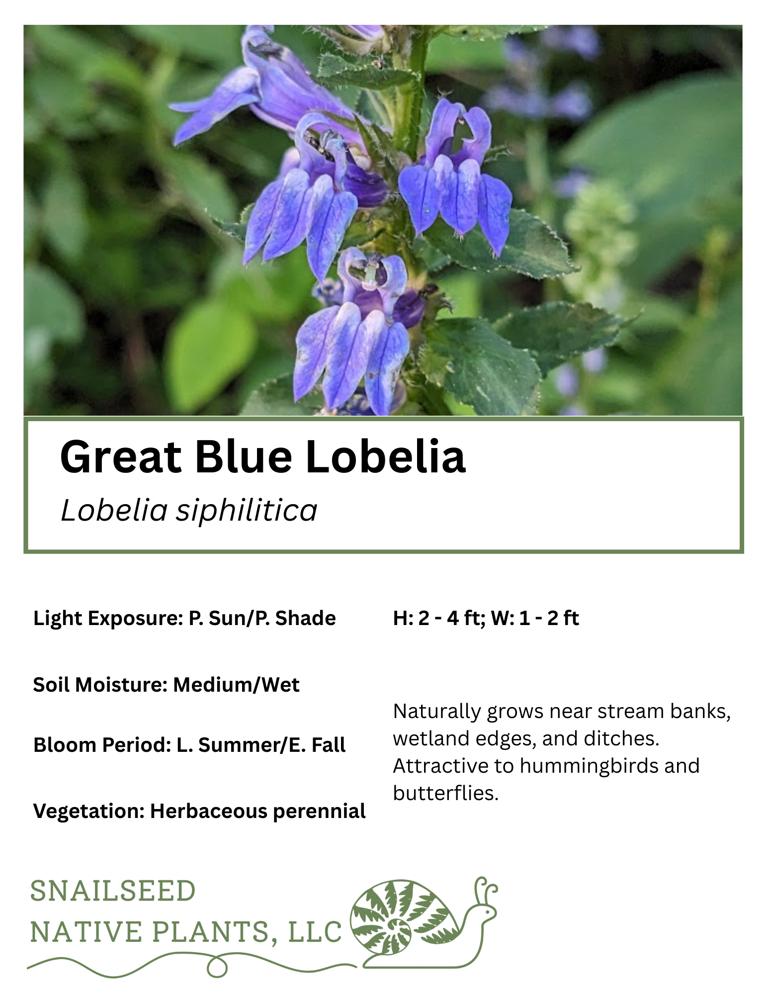 Lobelia siphilitica (1).png