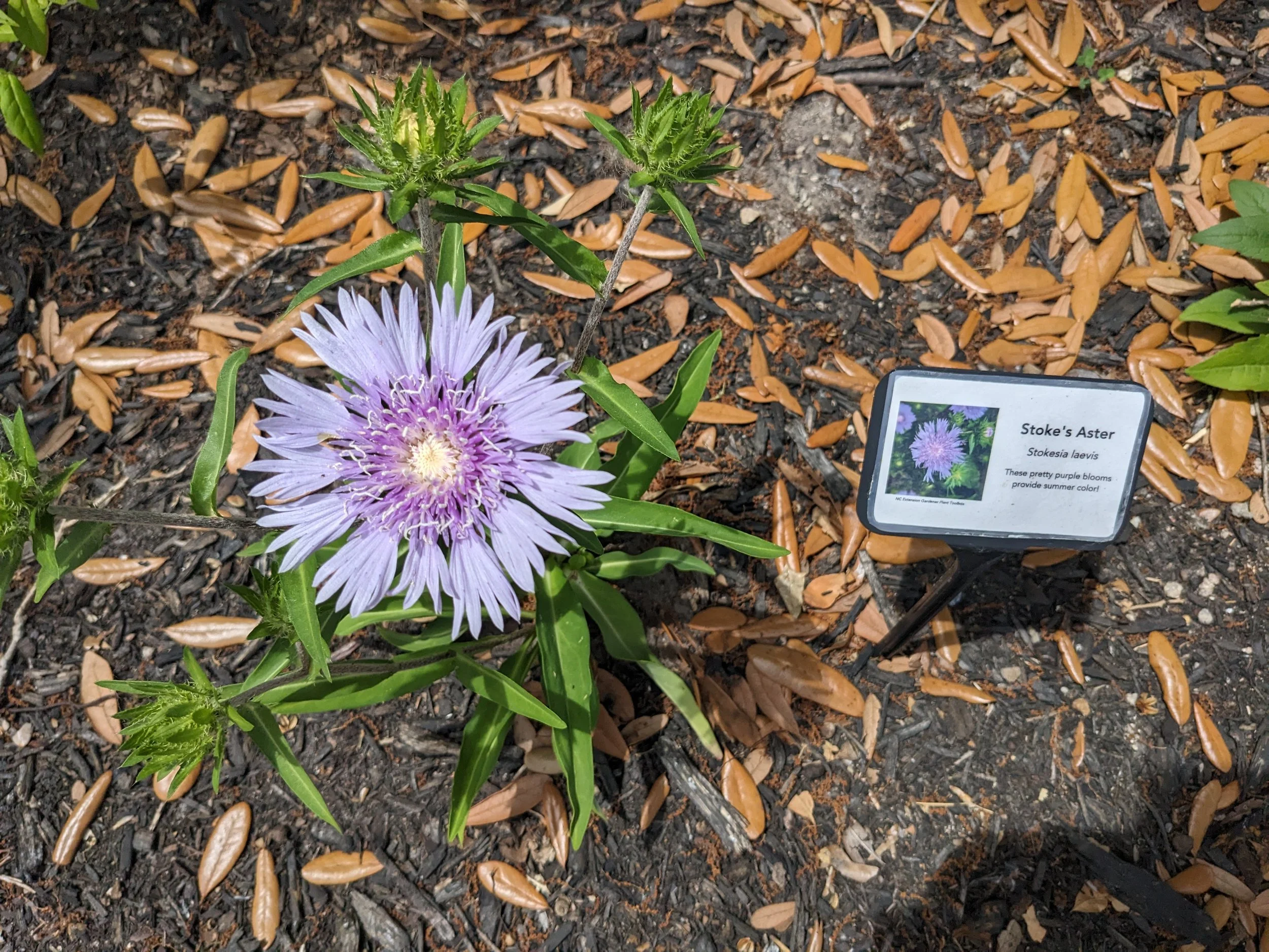 Stoke's Aster (Stokesia laevis)