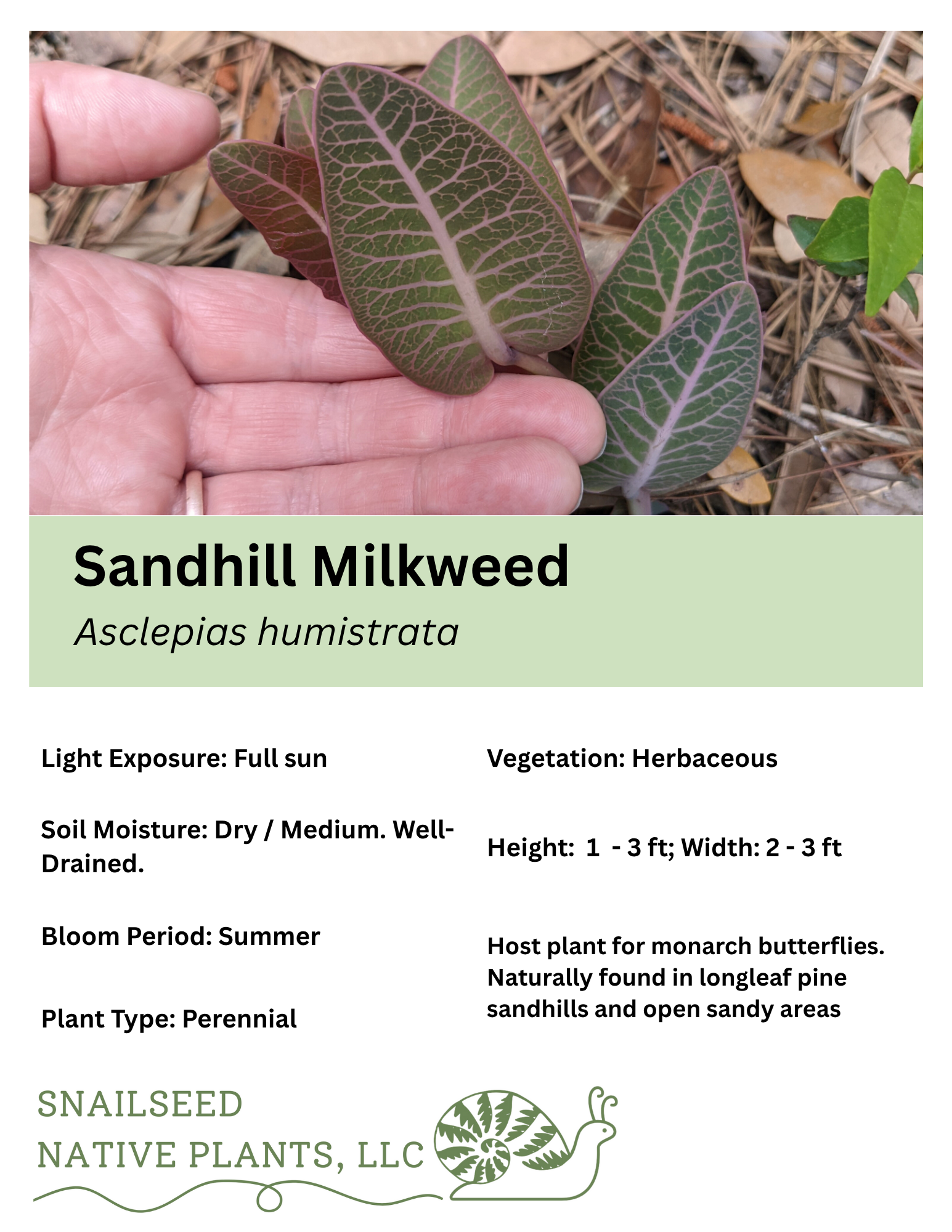 Asclepias humistrata.png