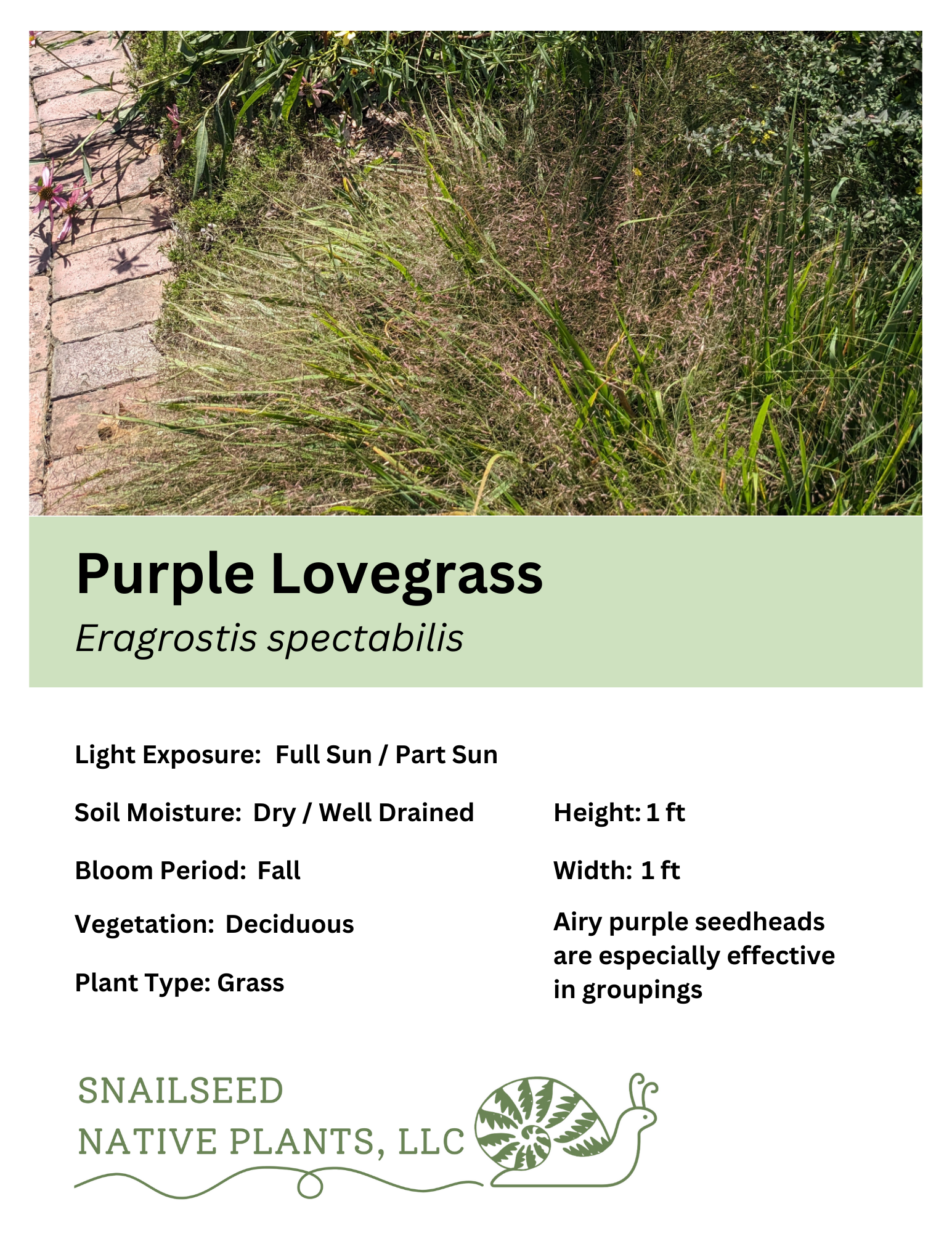 Eragrostis spectabilis.png