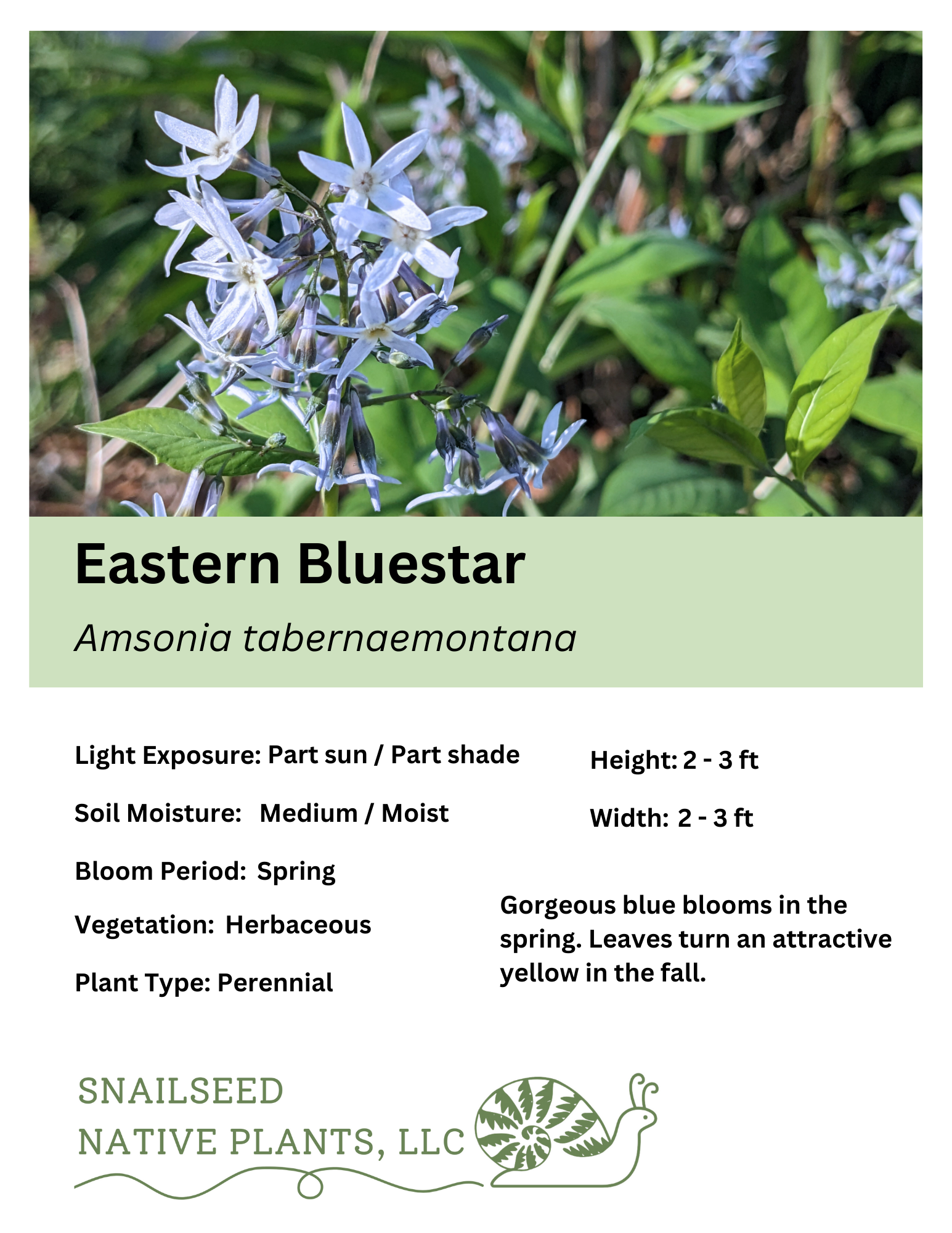 Amsonia tabernaemontanalyrata.png