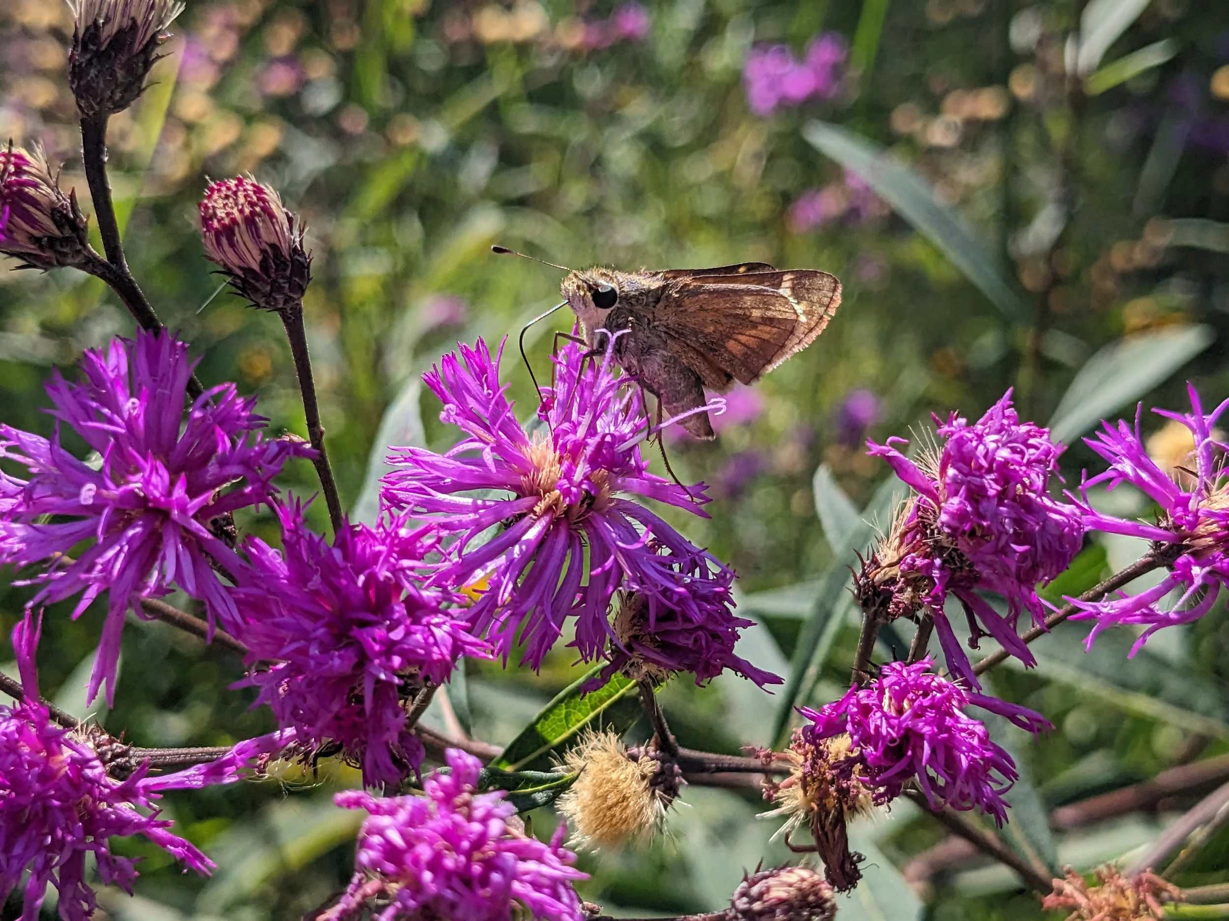 New York Ironweed (Vernonia noveboracensis)