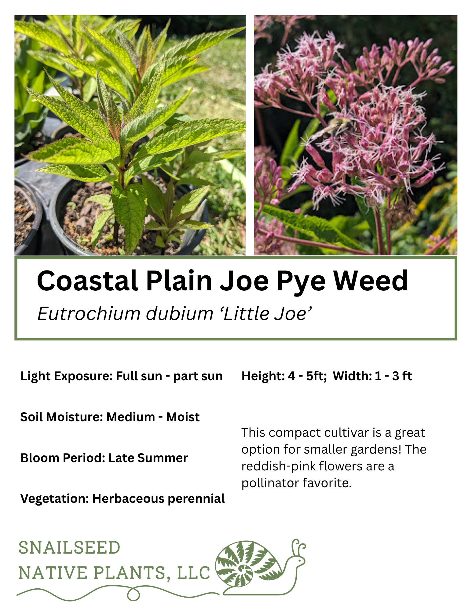 Eutrochium dubium ‘Little Joe’.png