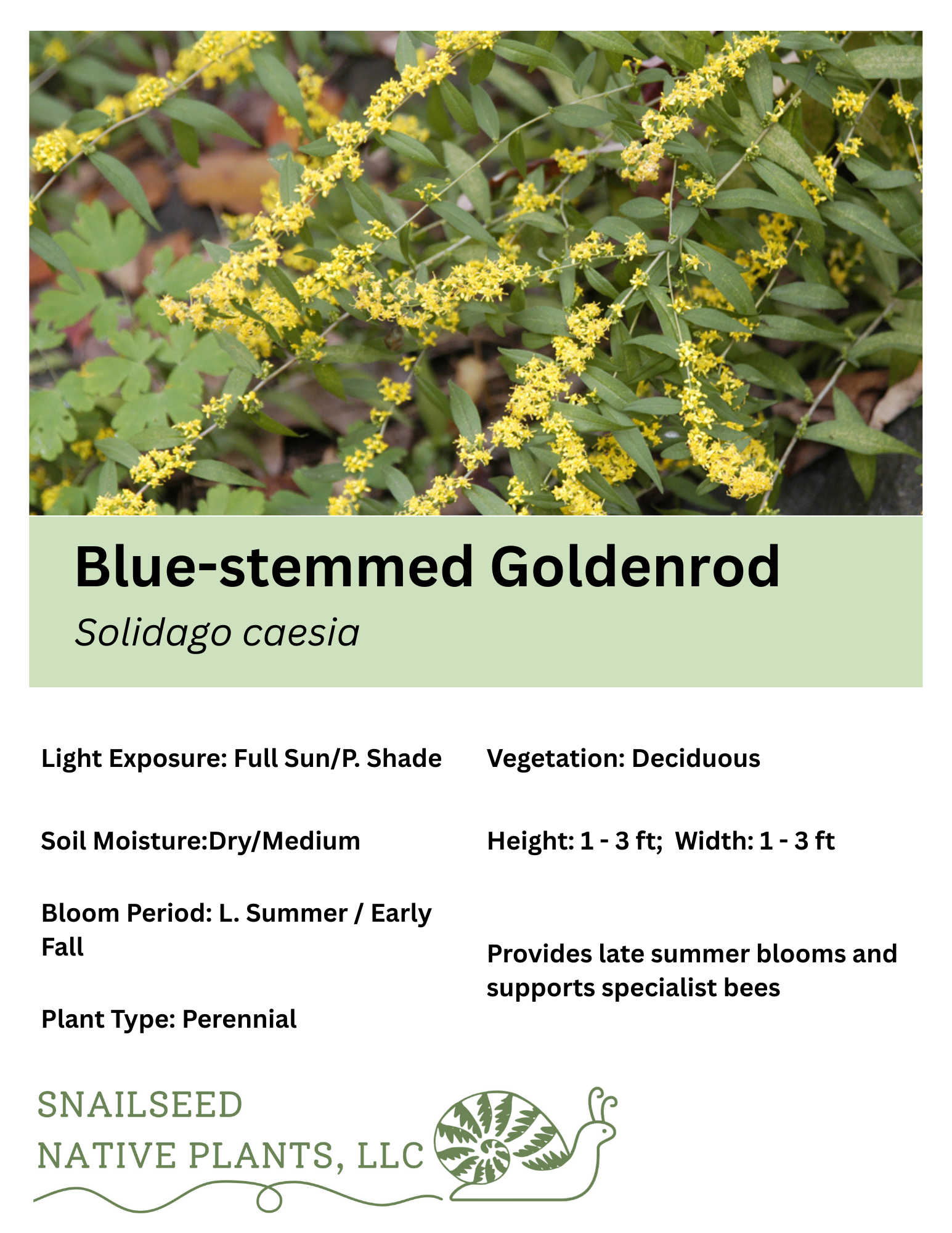 Solidago caesia.png
