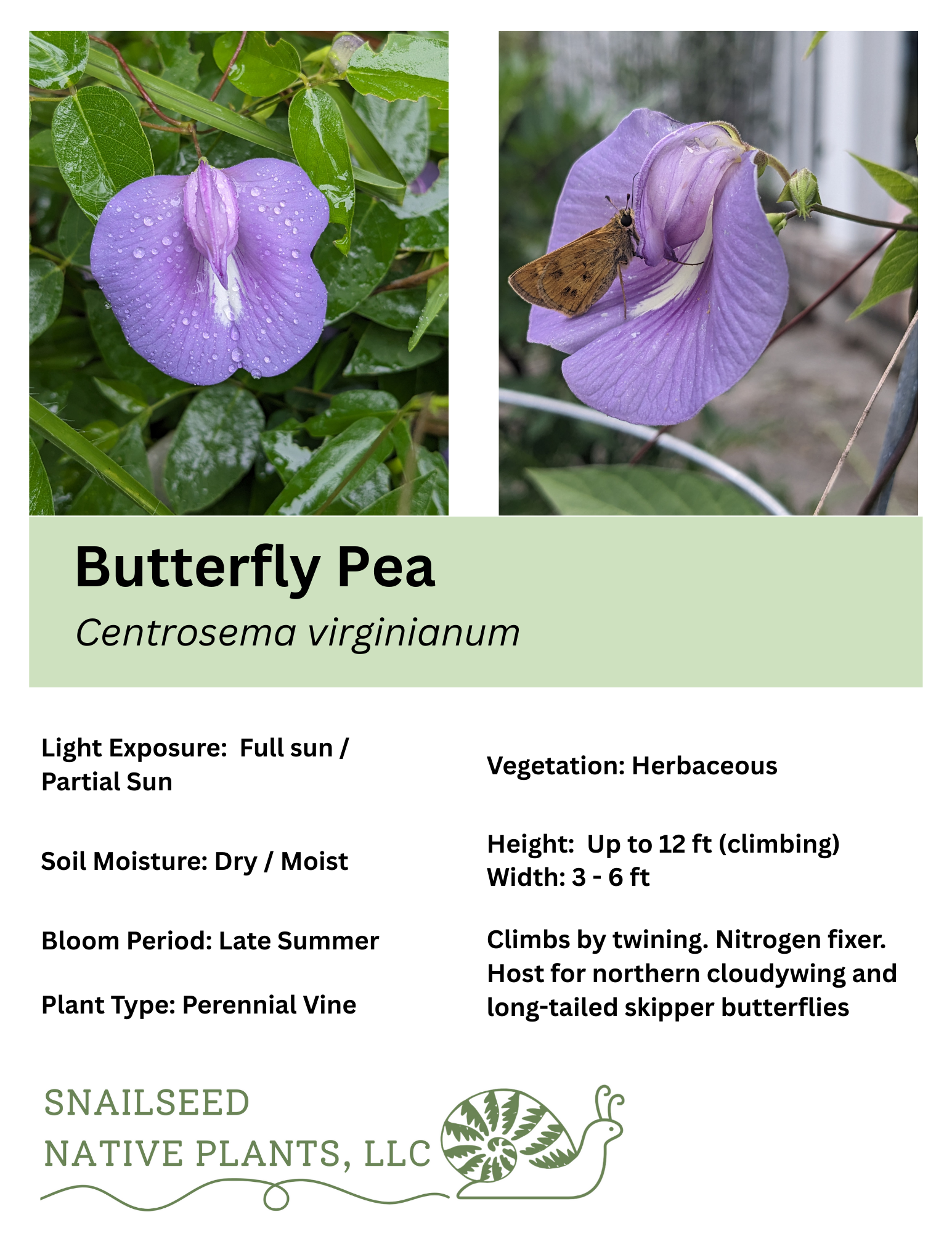 Centrosema virginianum.png