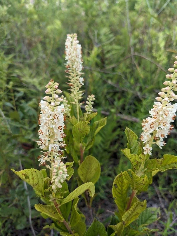 Sweet pepperbush (Clethra alnifolia) - 1 gallon pot