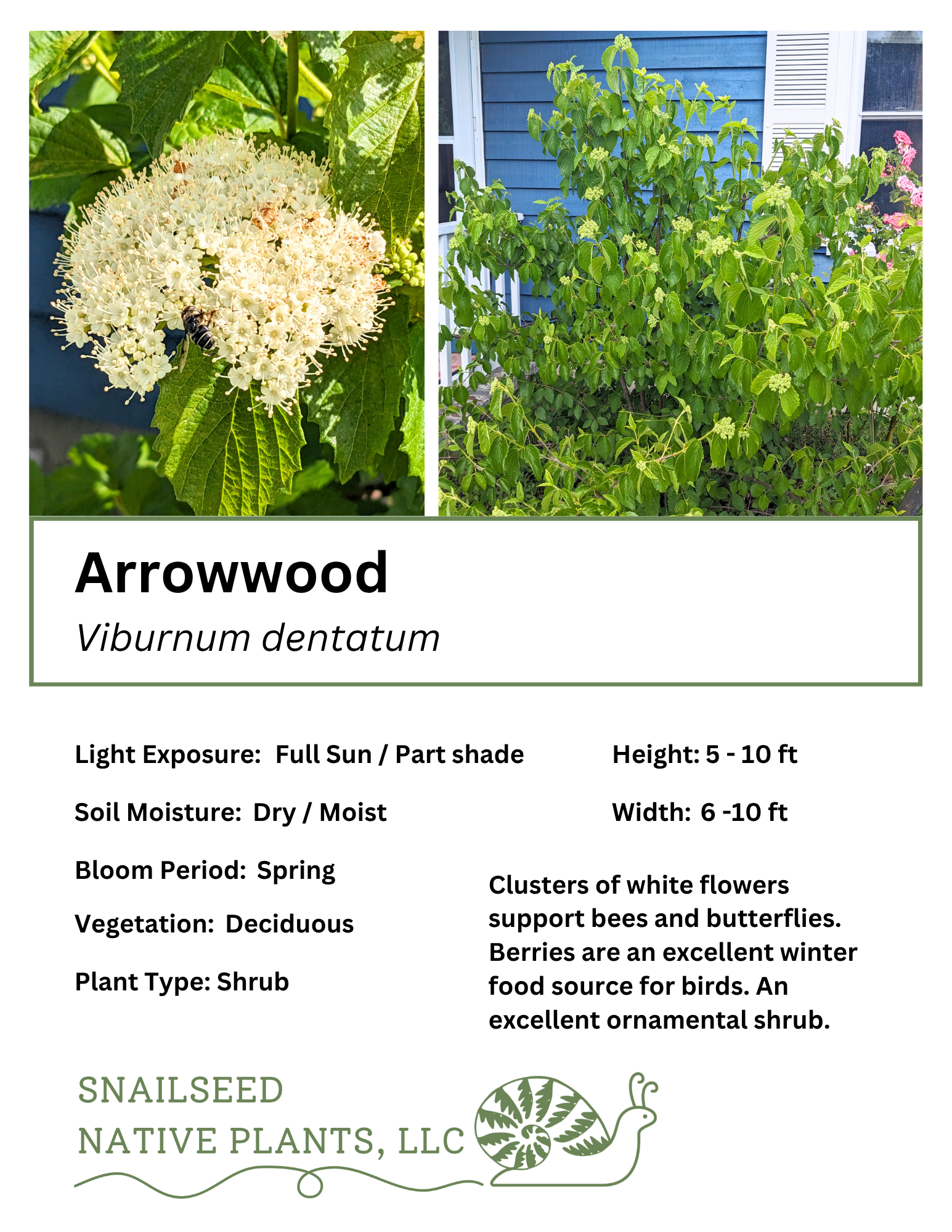 Viburnum dentatum.png