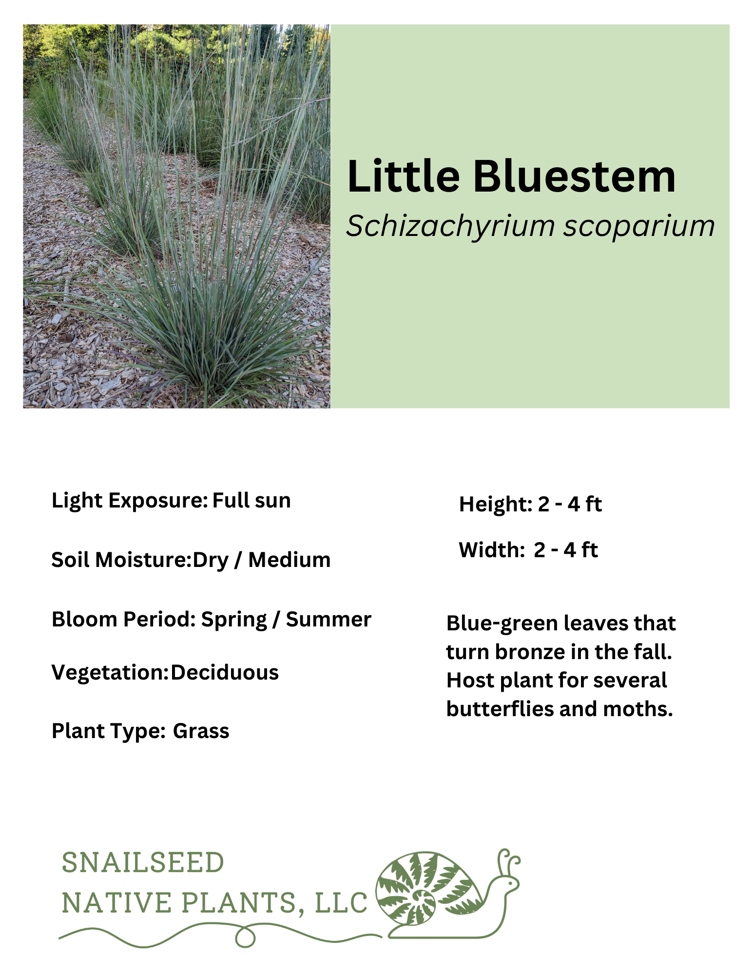Schizachyrium scoparium .png