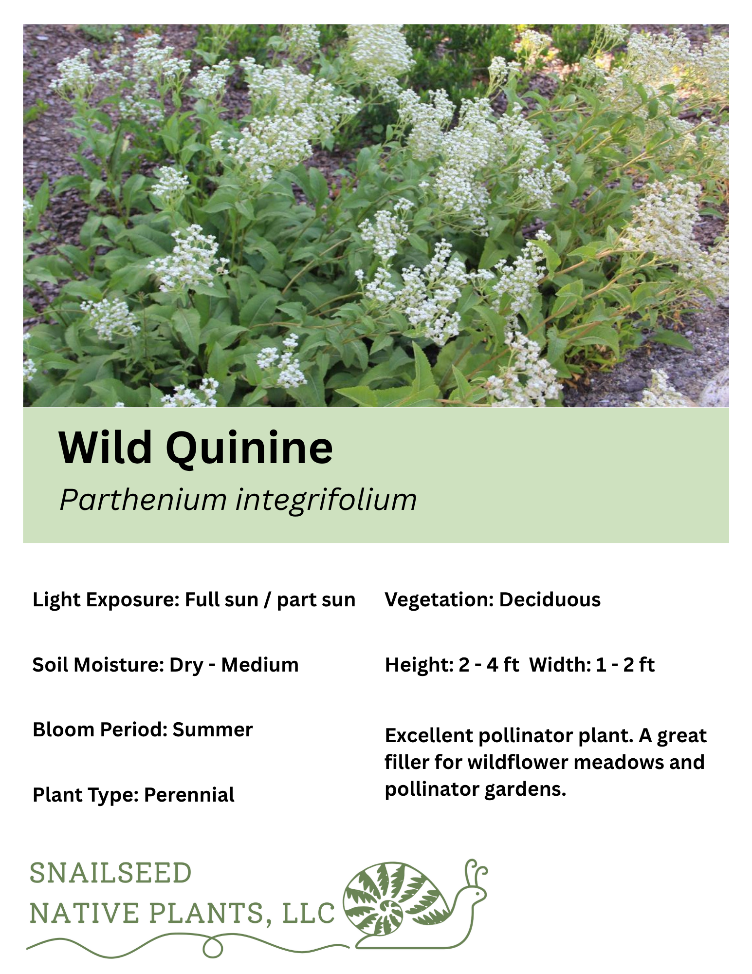 Parthenium integrifolium.png