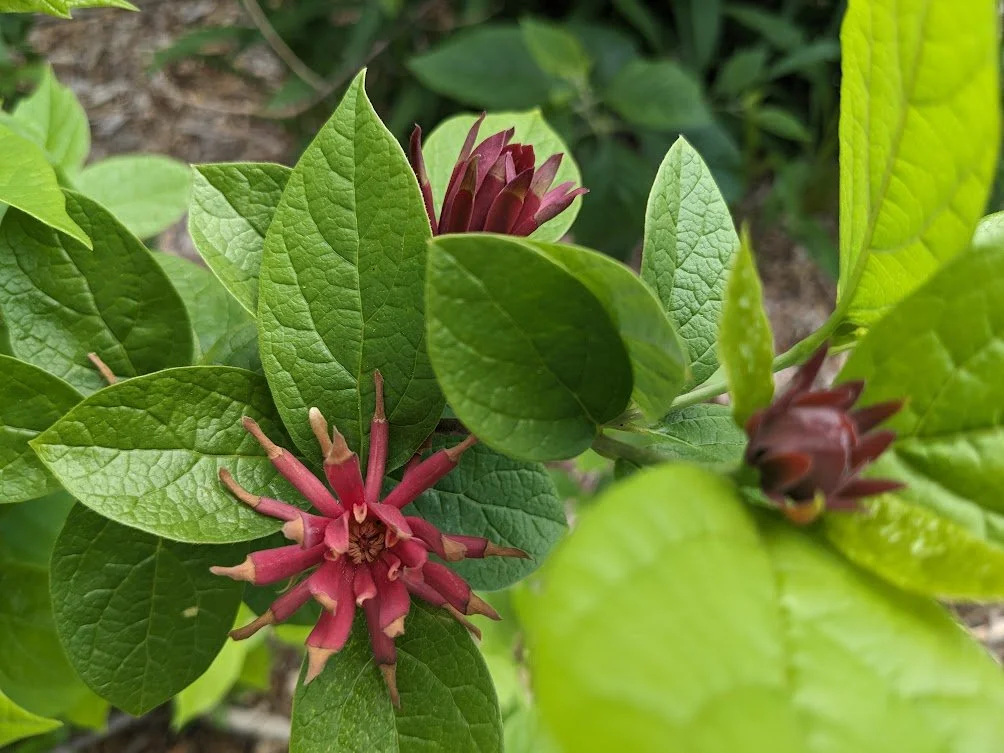 Carolina Allspice (Calycanthus floridus) - 1 gallon