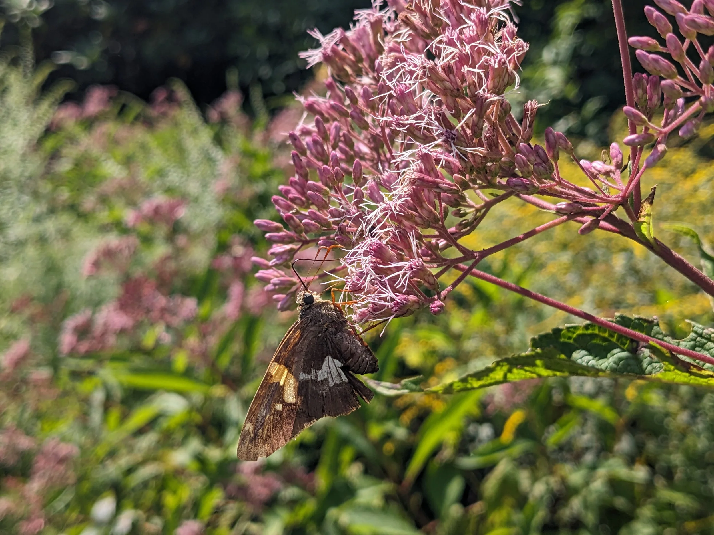 PXL_20250829_175910165 (1).jpg