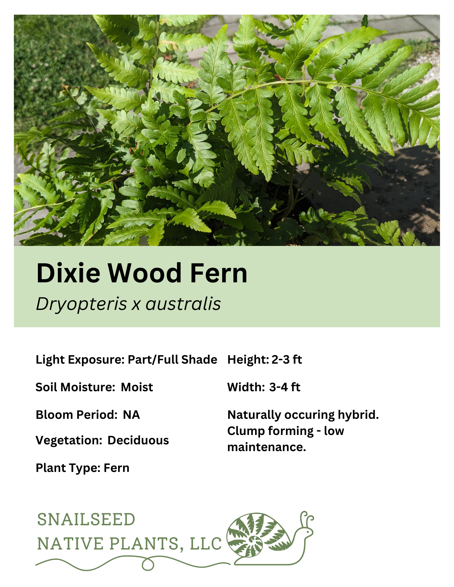 Dryopteris x australis.png