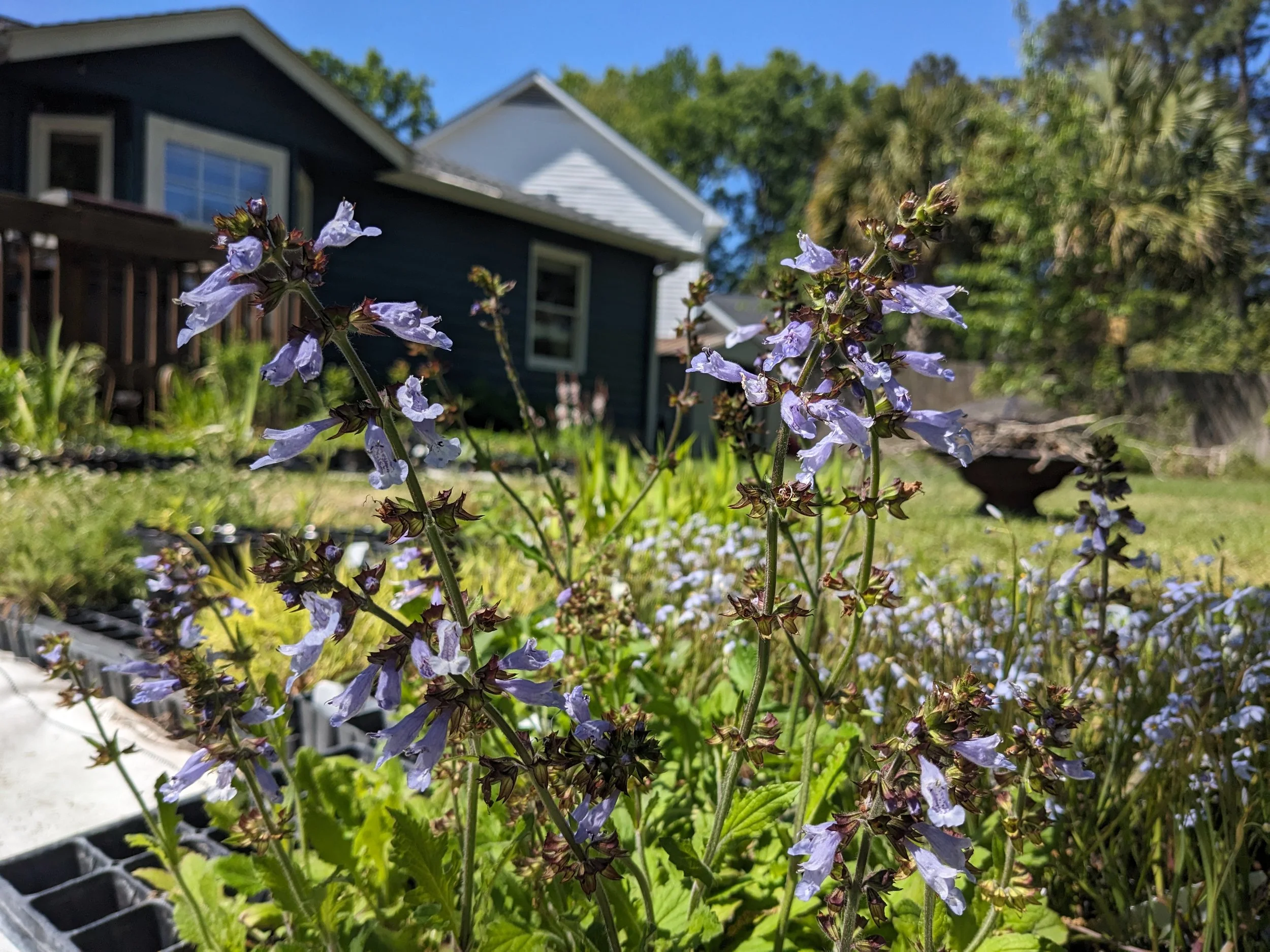 Lyreleaf Sage (Salvia lyrata)