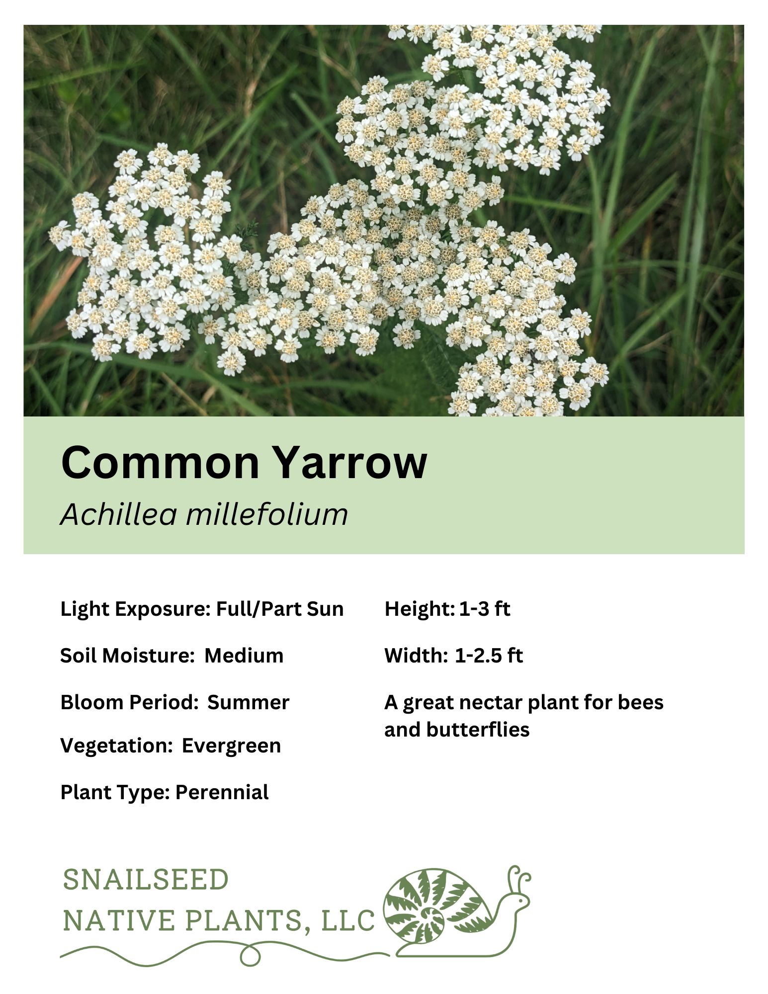 Achillea millefolium.png