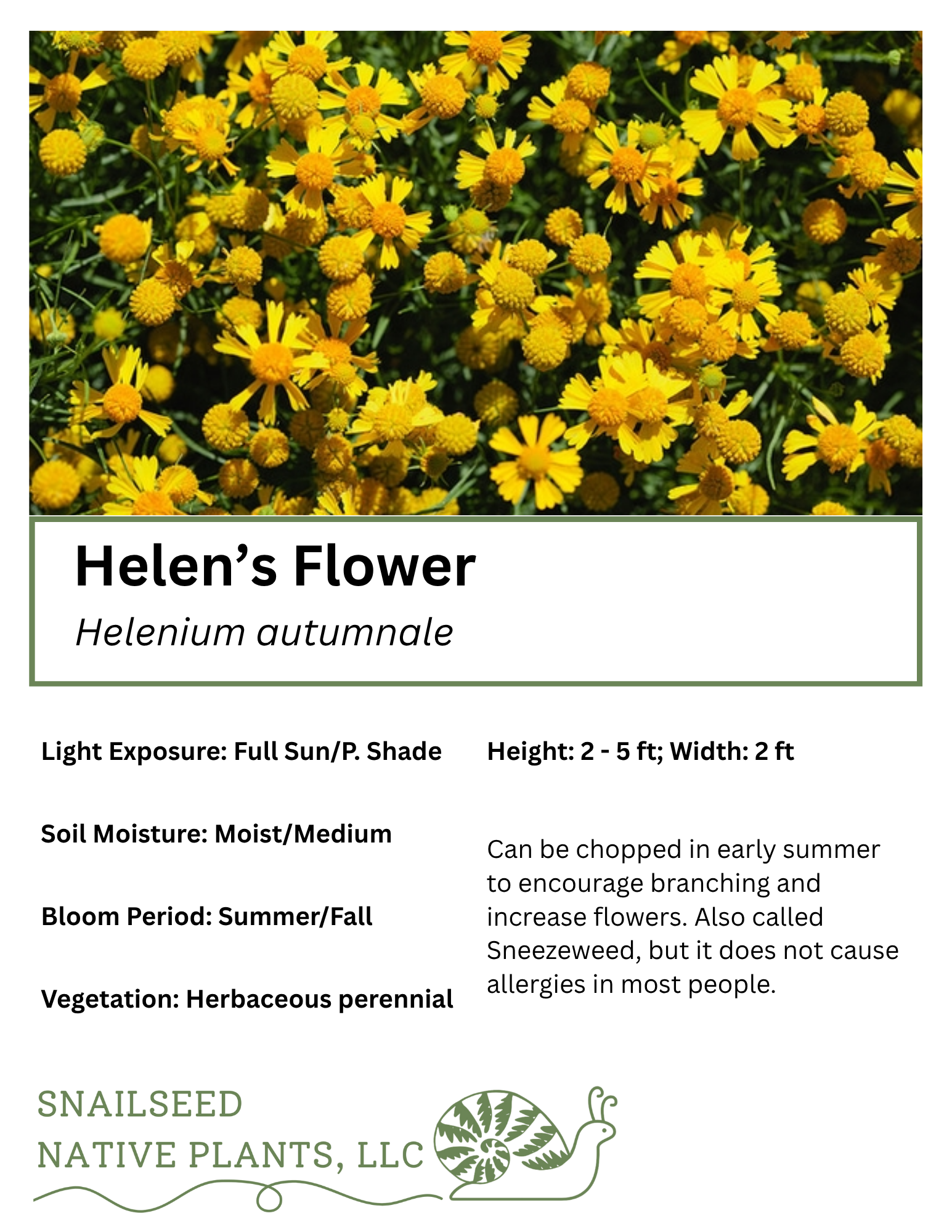 Helenium autumnale.png