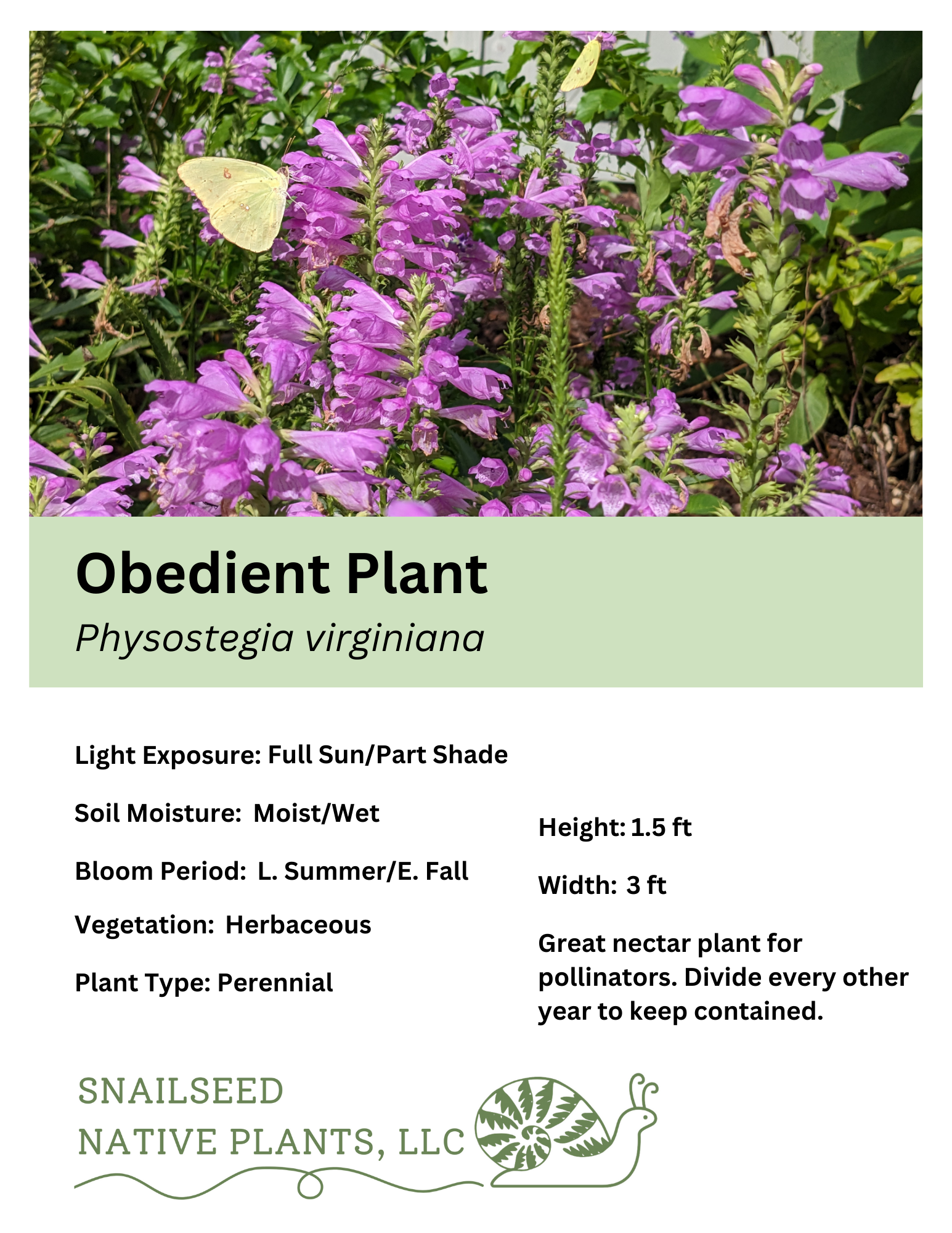 Physostegia virginiana.png