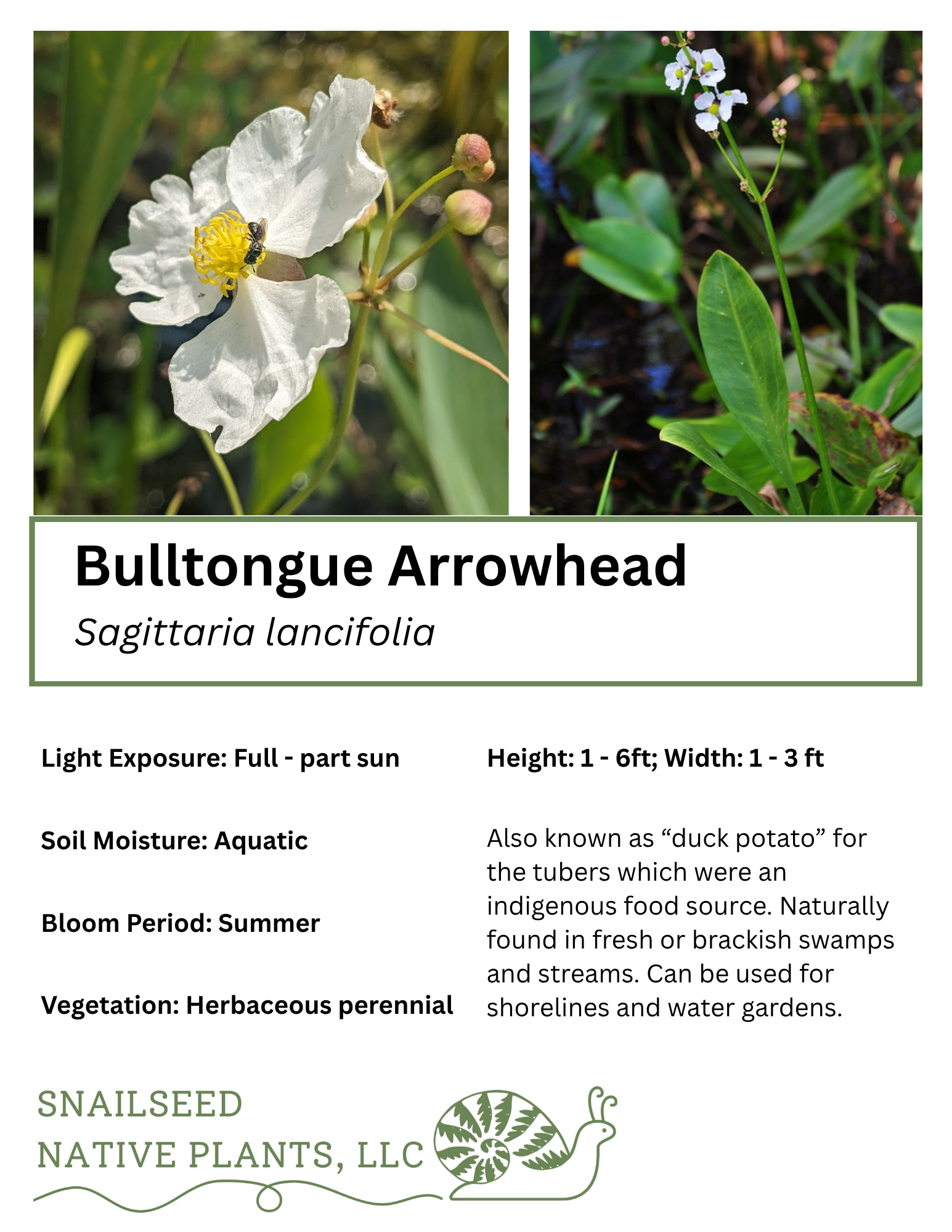 Sagittaria lancifolia .png