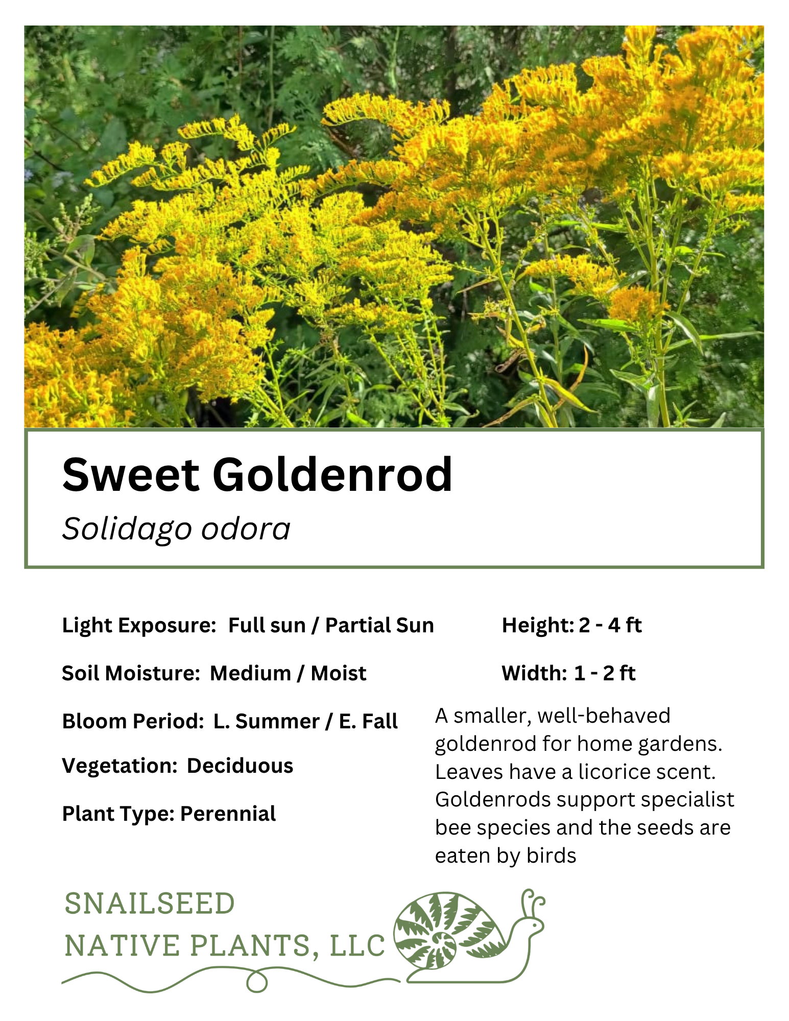 Sweet Goldenrod (Solidago odora)