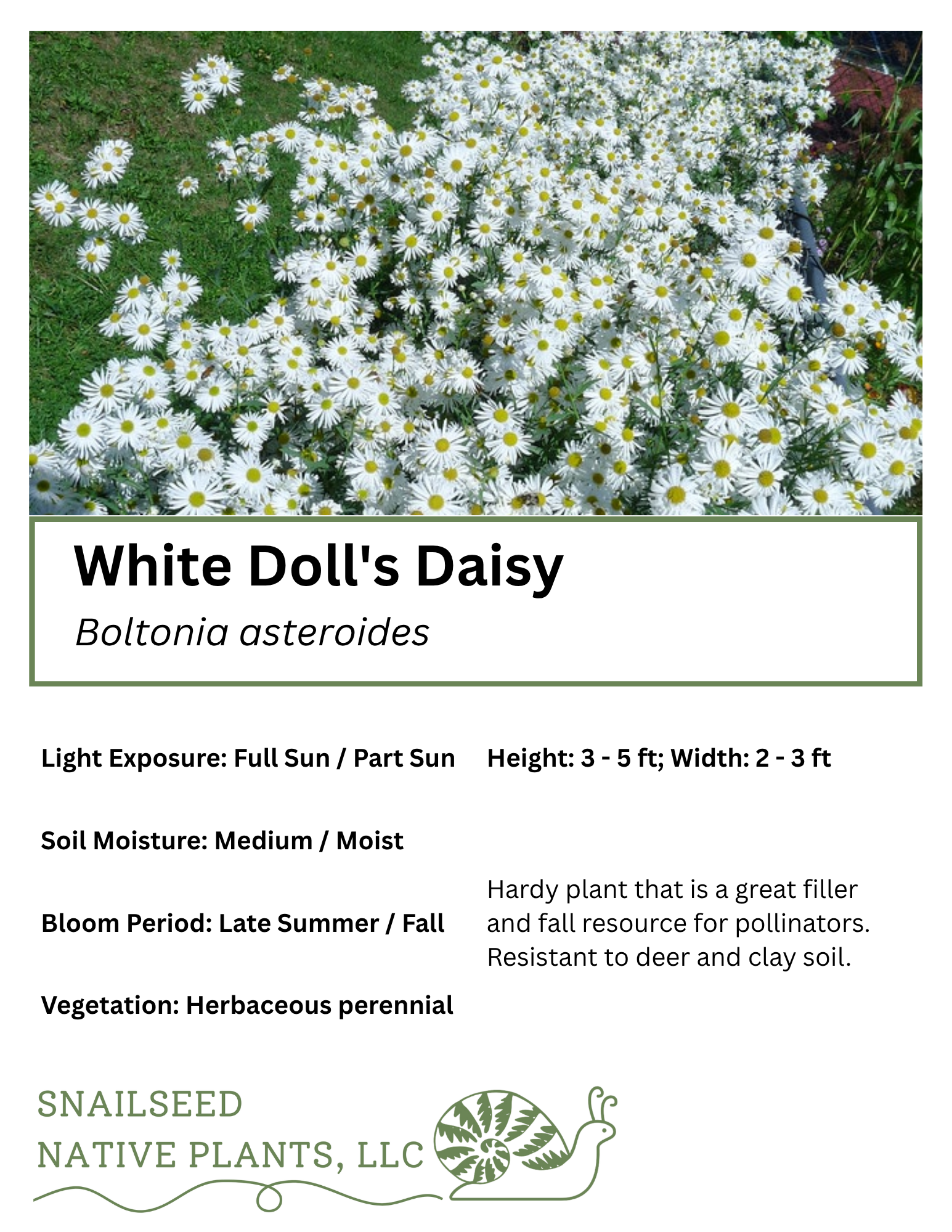 White Doll's Daisy (Boltonia asteroides)