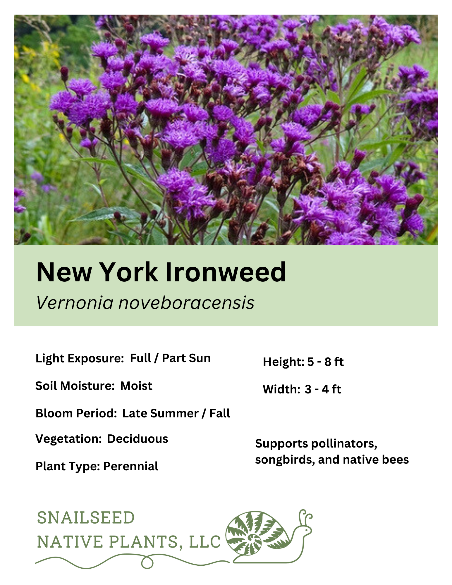 Vernonia noveboracensis.png