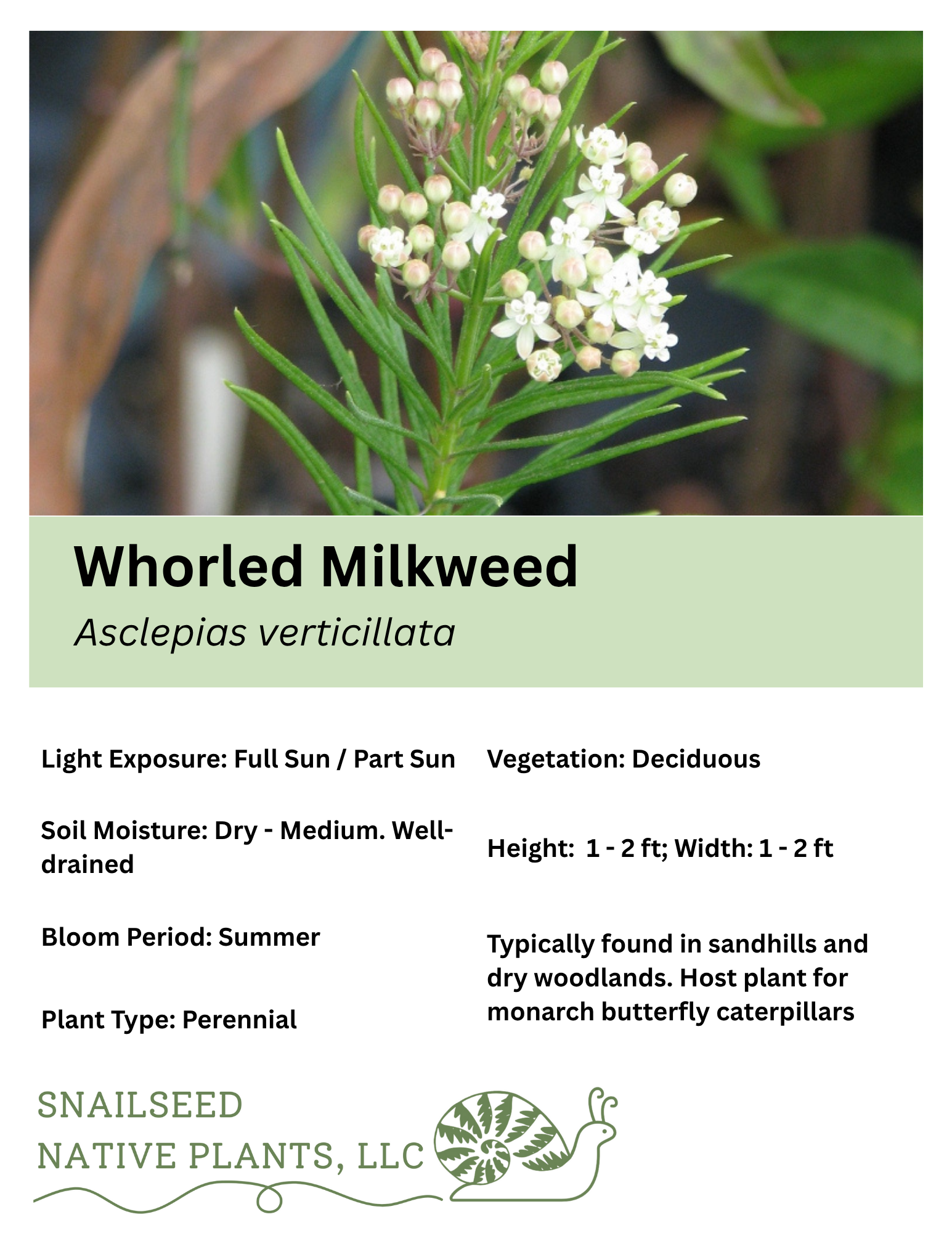 Asclepias verticillata.png