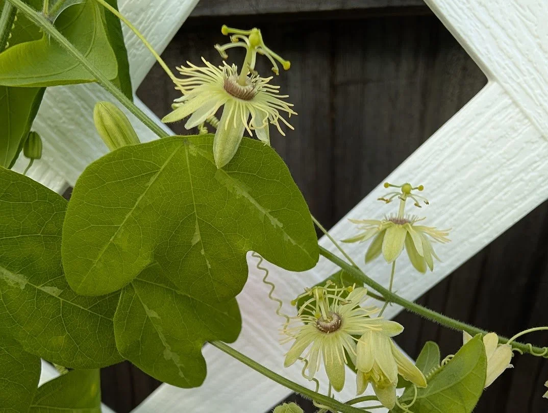 Yellow Passionflower (Passiflora lutea) - 5.5 inch pot