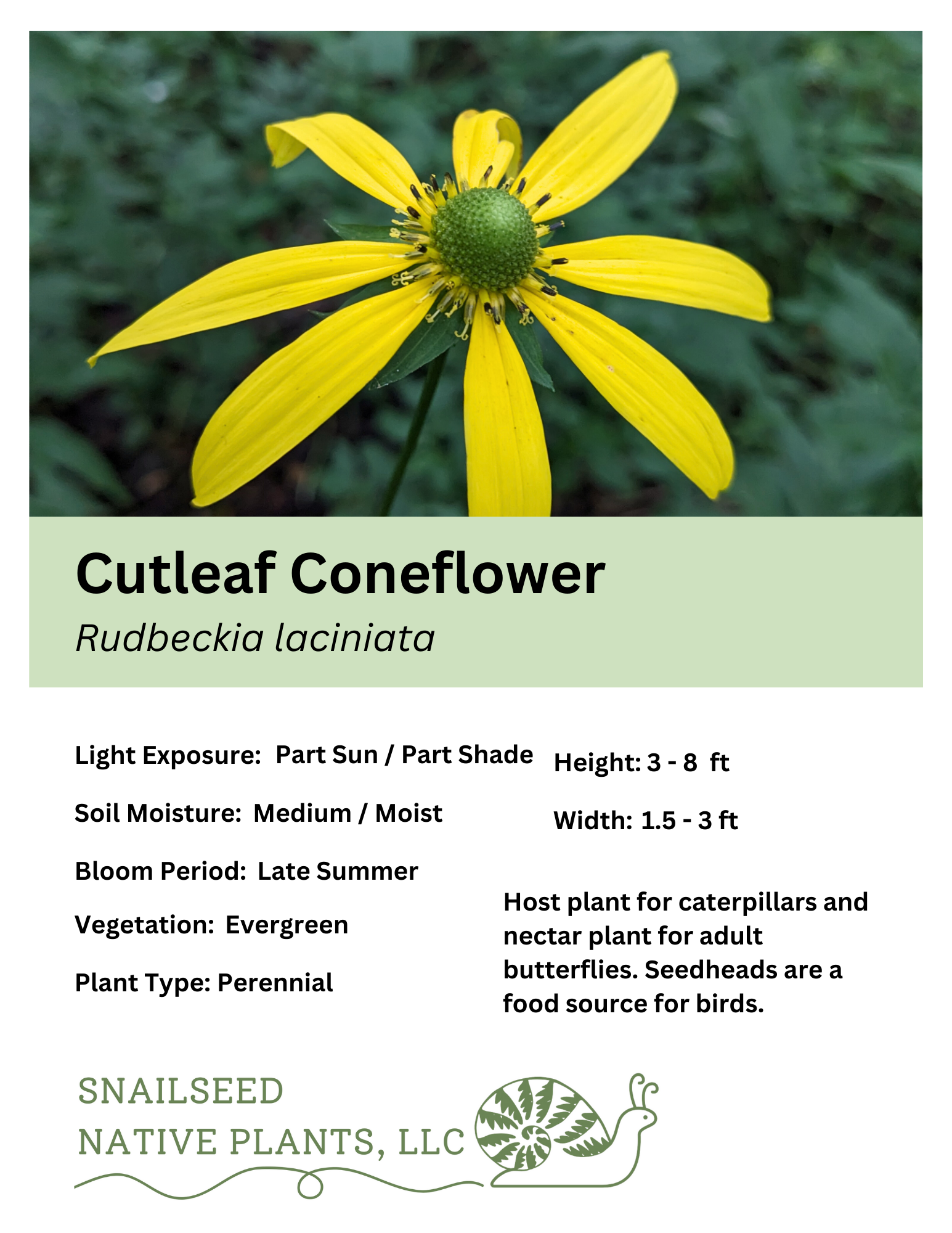 Rudbeckia laciniata.png