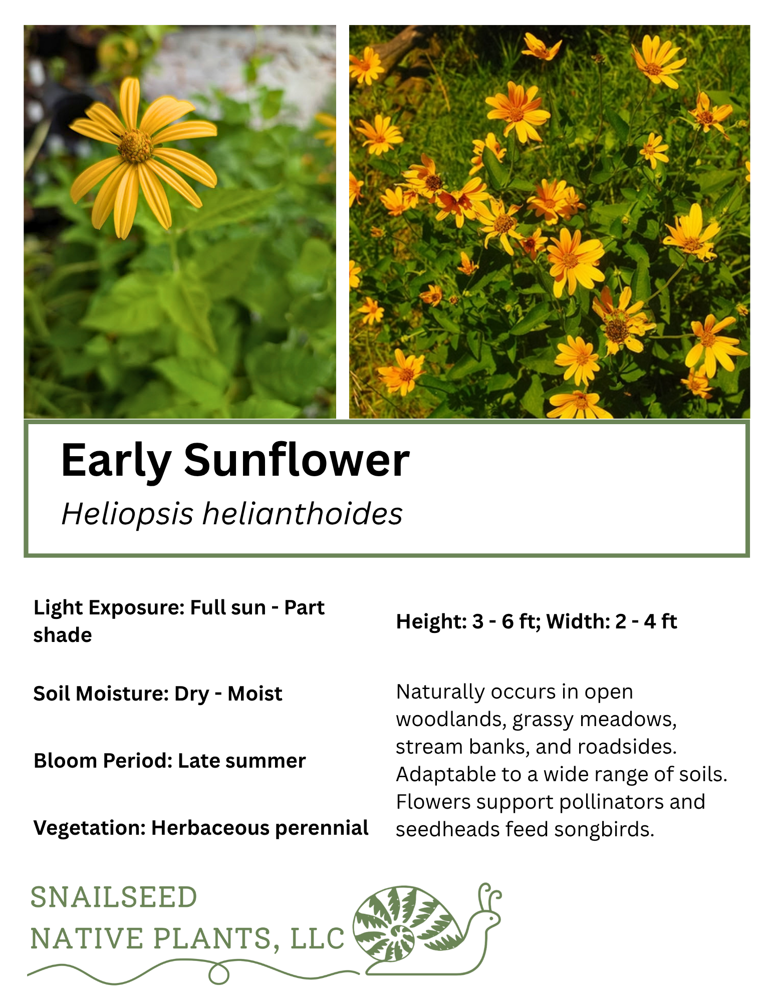 Heliopsis helianthoides.png