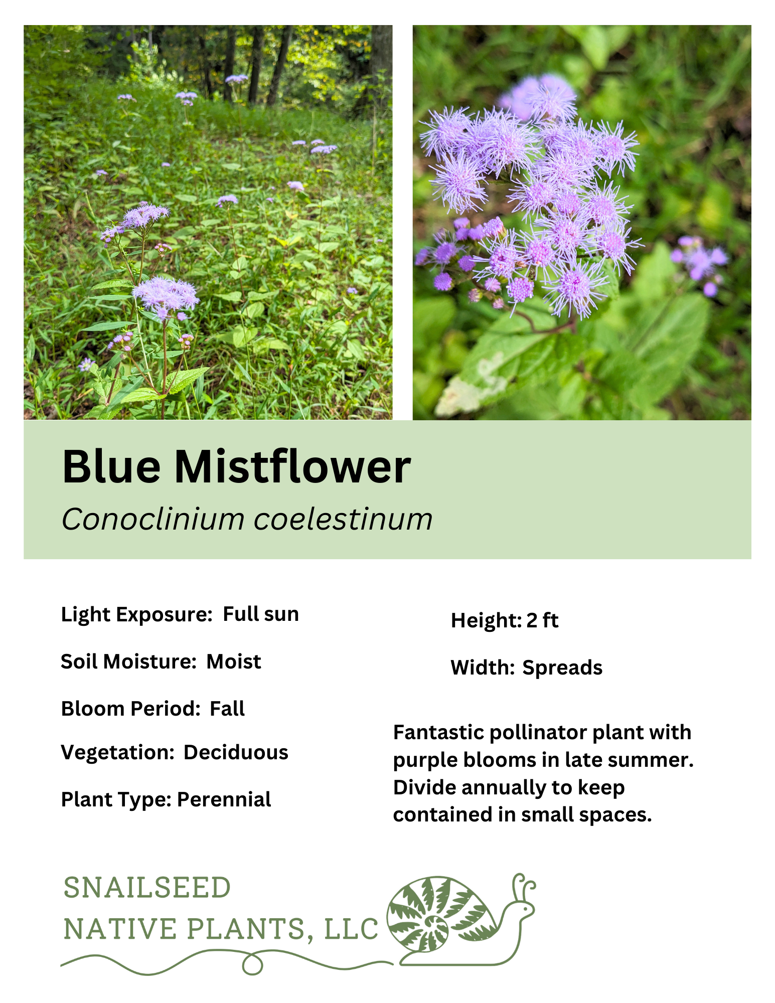 Conoclinium coelestinum.png