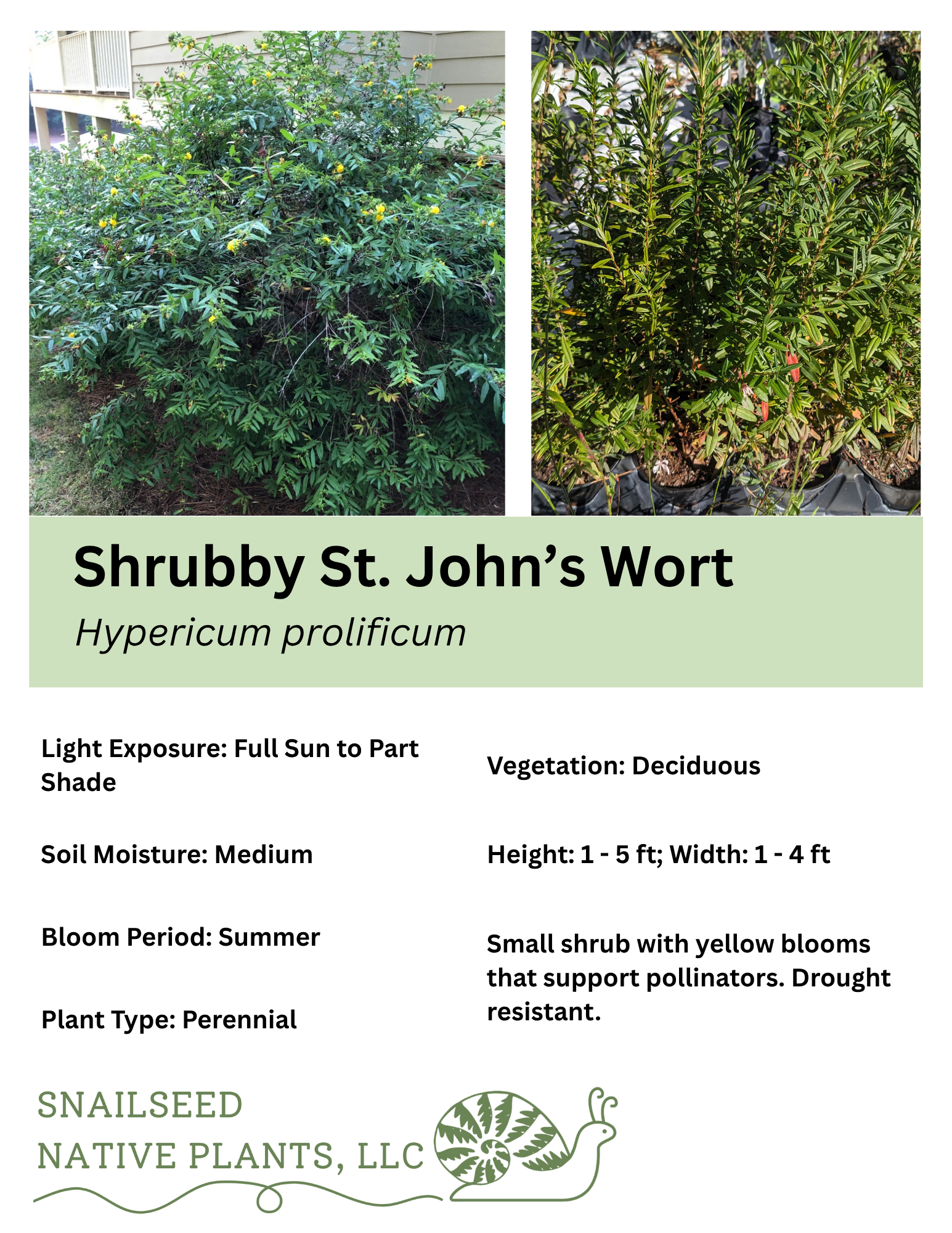 Hypericum prolificum.png